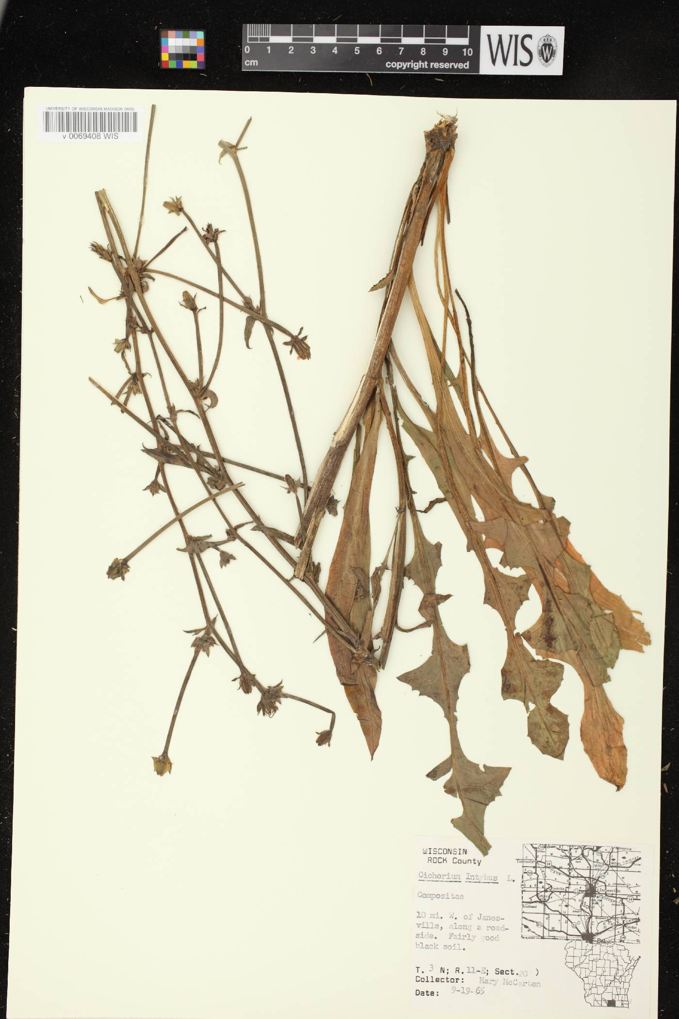 Cichorium intybus image