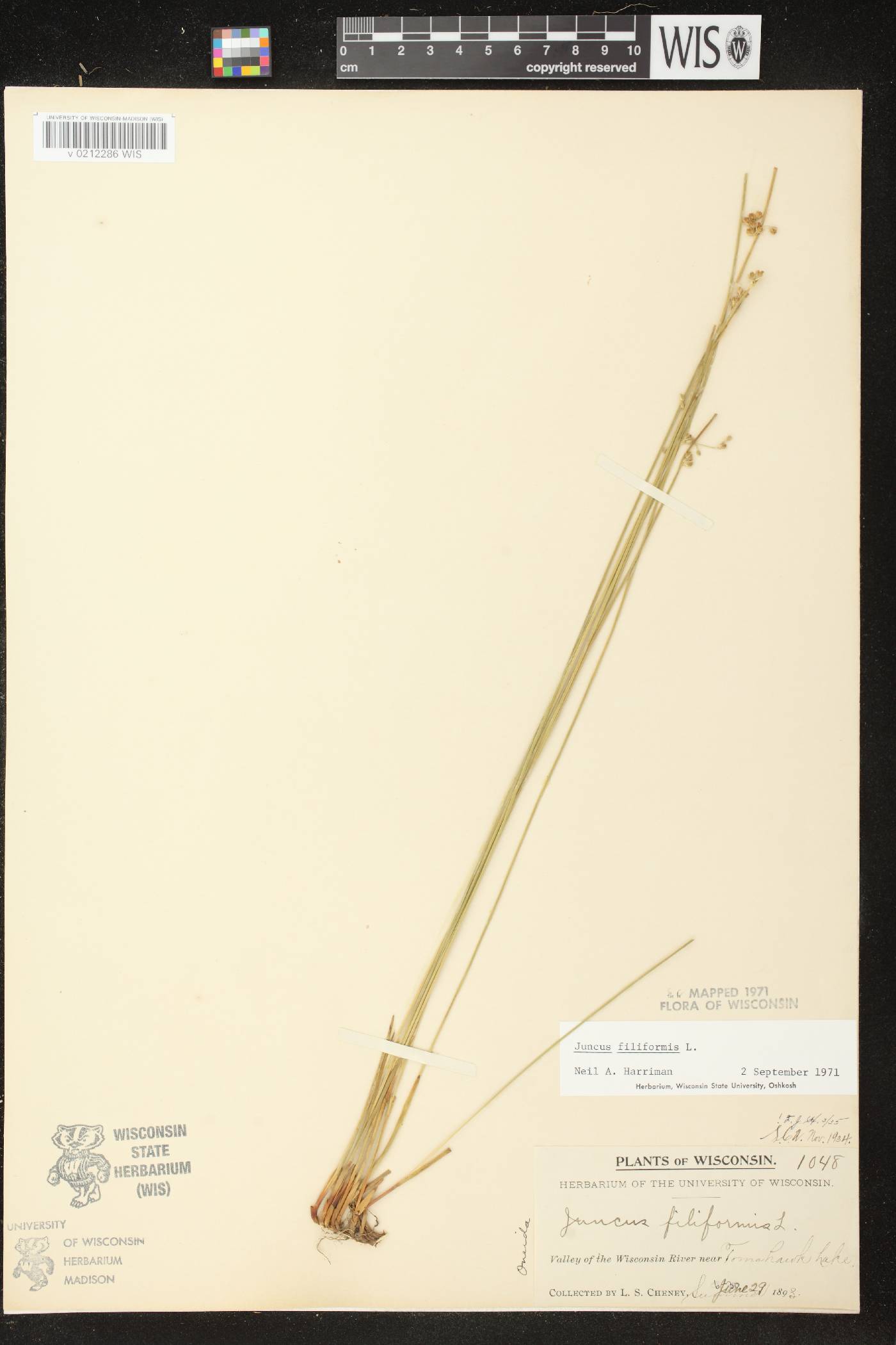 Juncus filiformis image