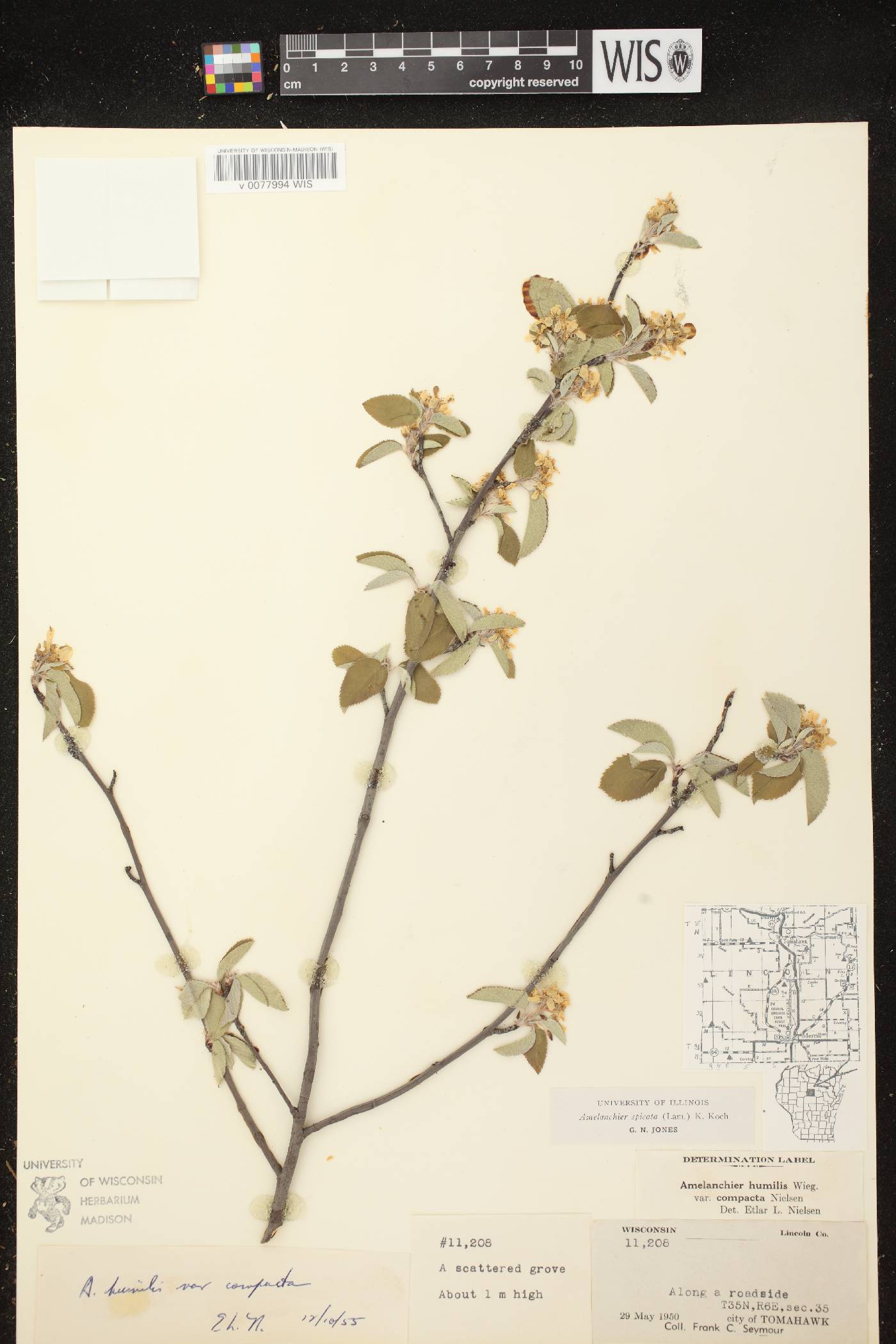 Amelanchier spicata image