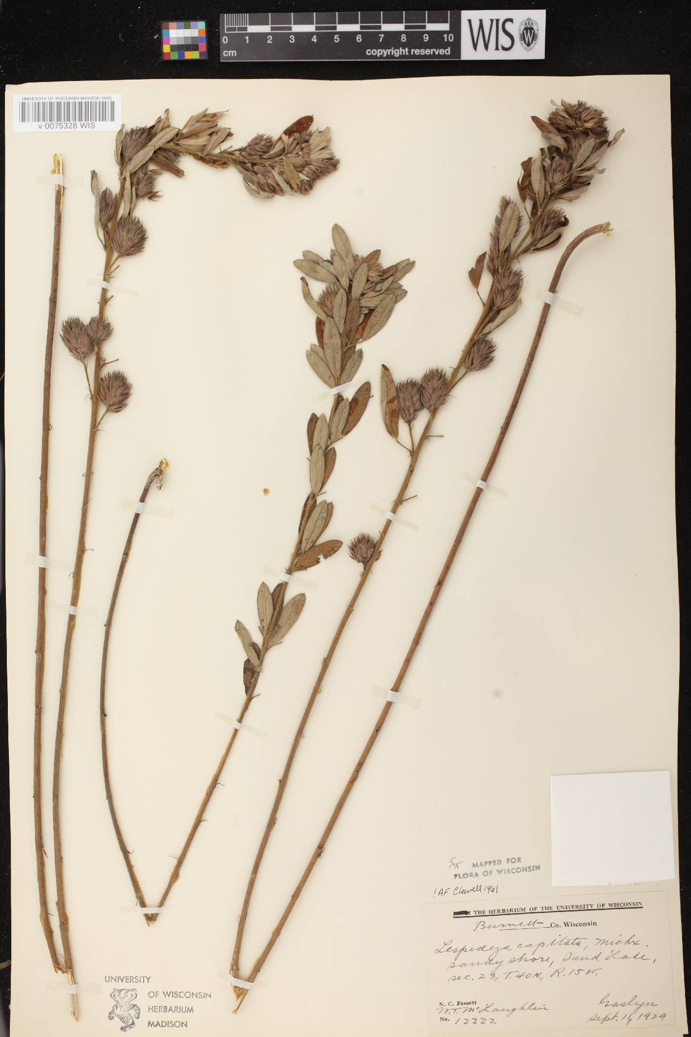 Lespedeza capitata image