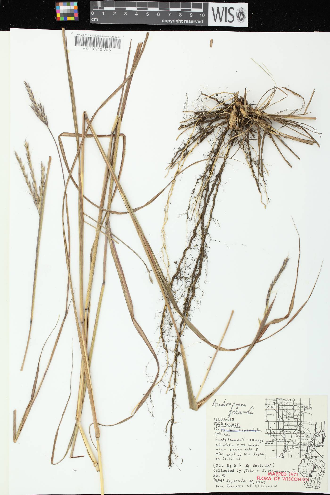 Andropogon gerardii image