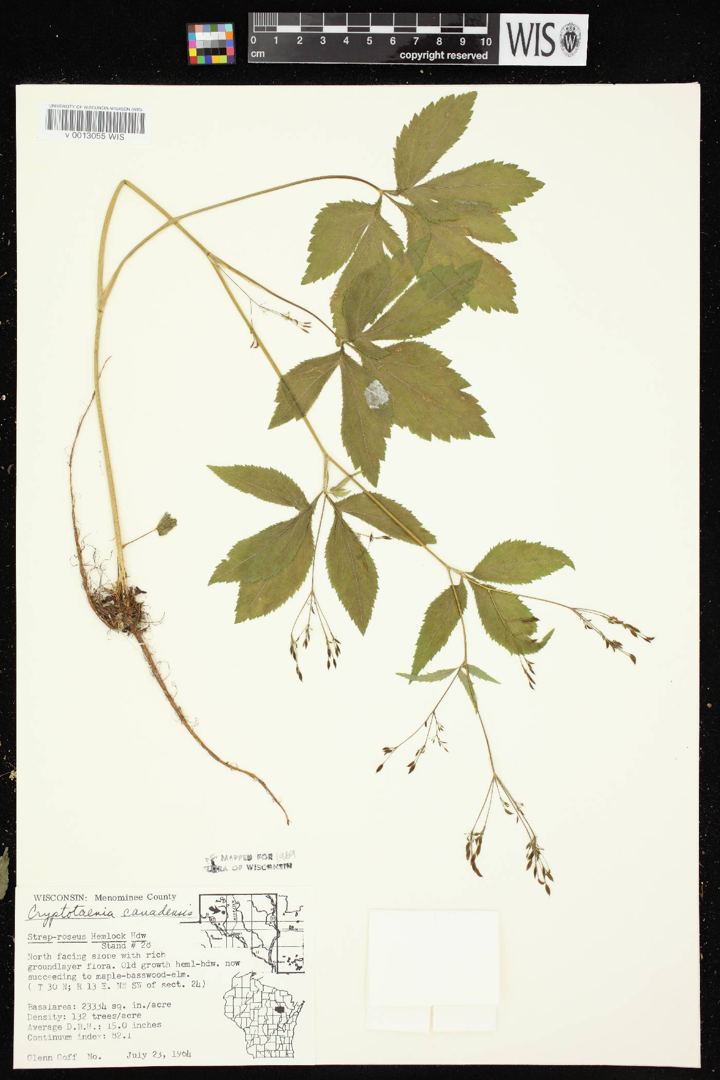Cryptotaenia canadensis image