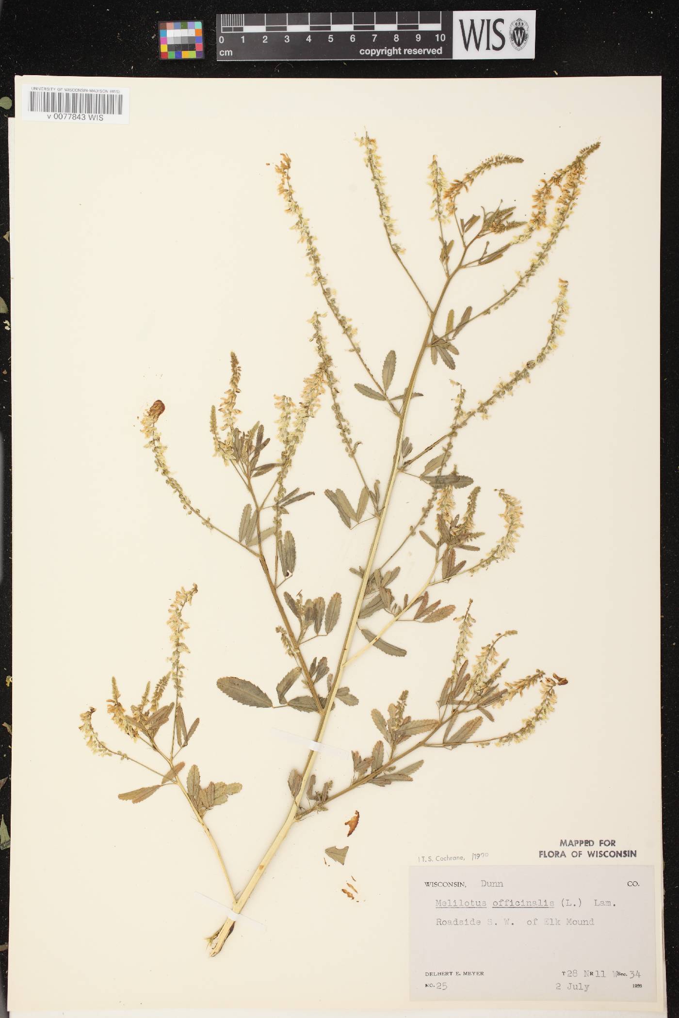 Melilotus officinalis image