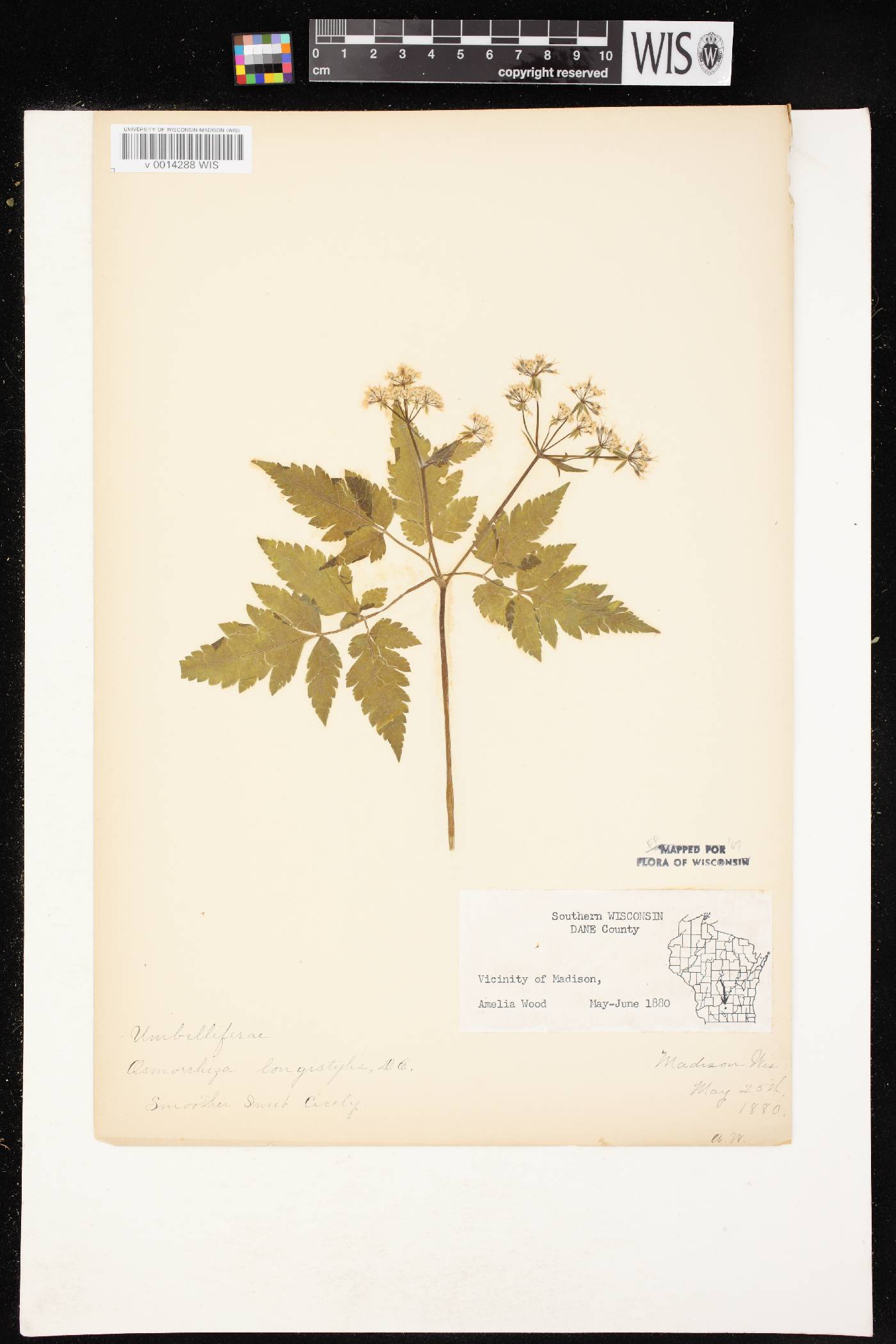 Osmorhiza longistylis image