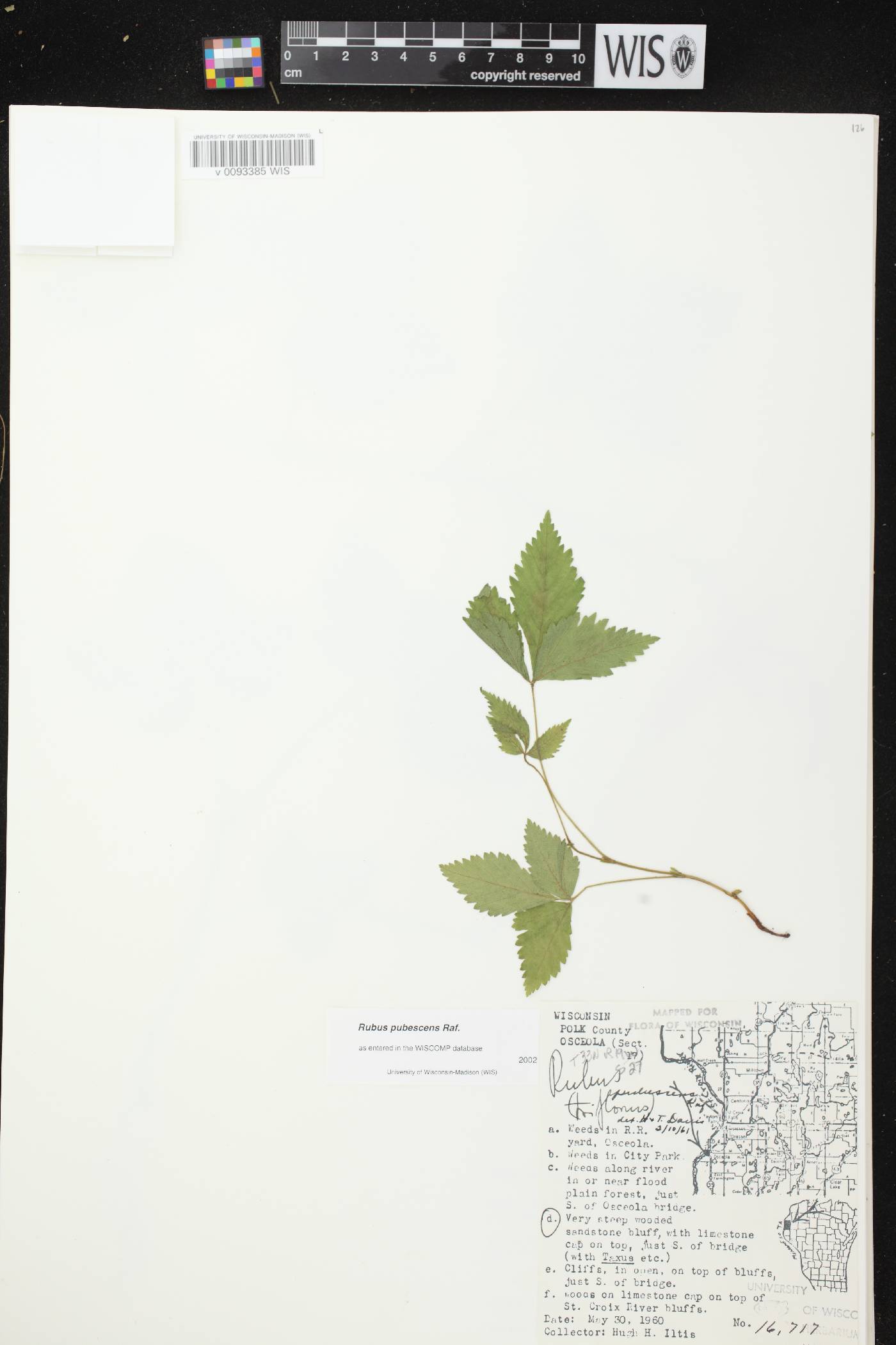 Rubus pubescens image
