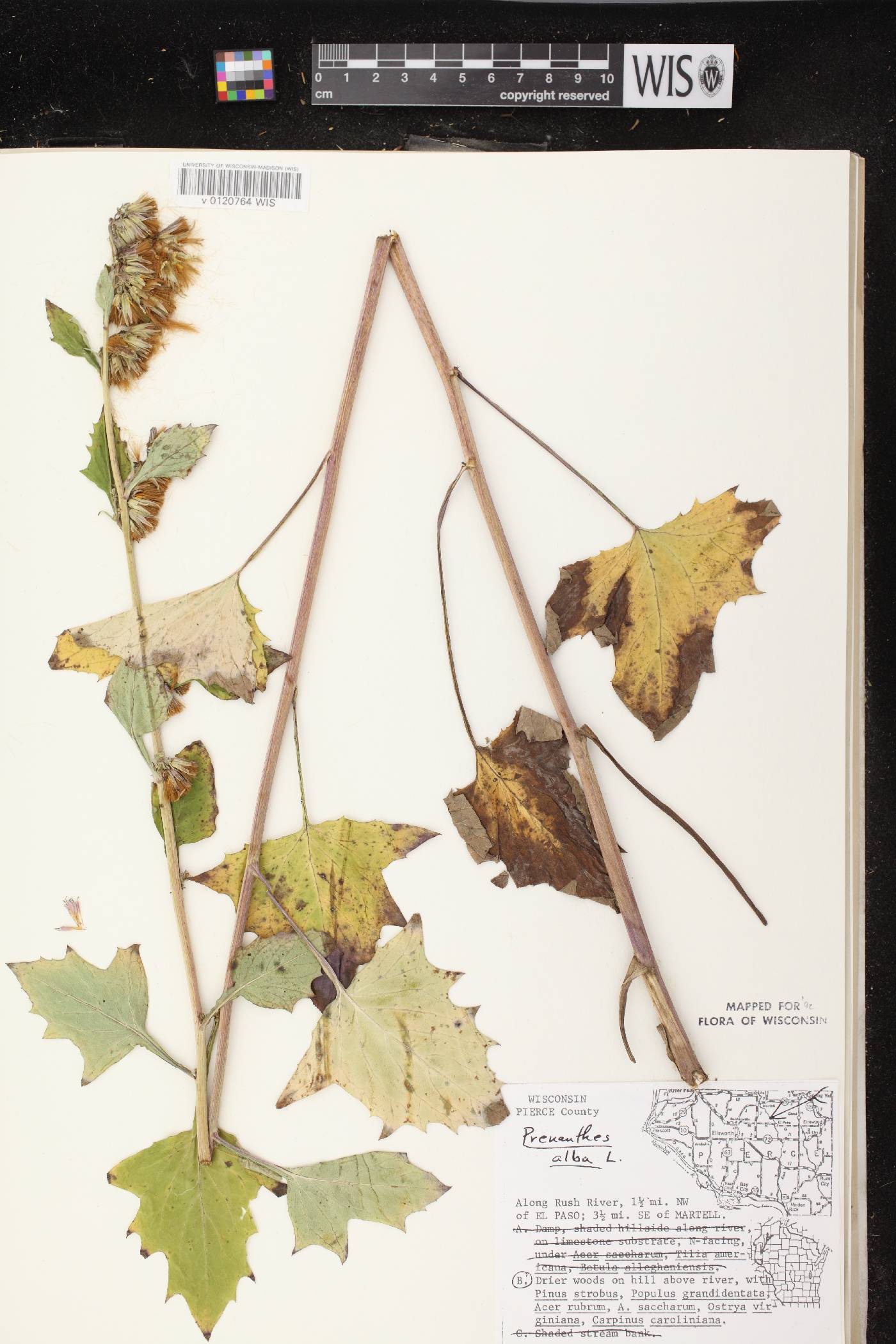 Prenanthes alba image