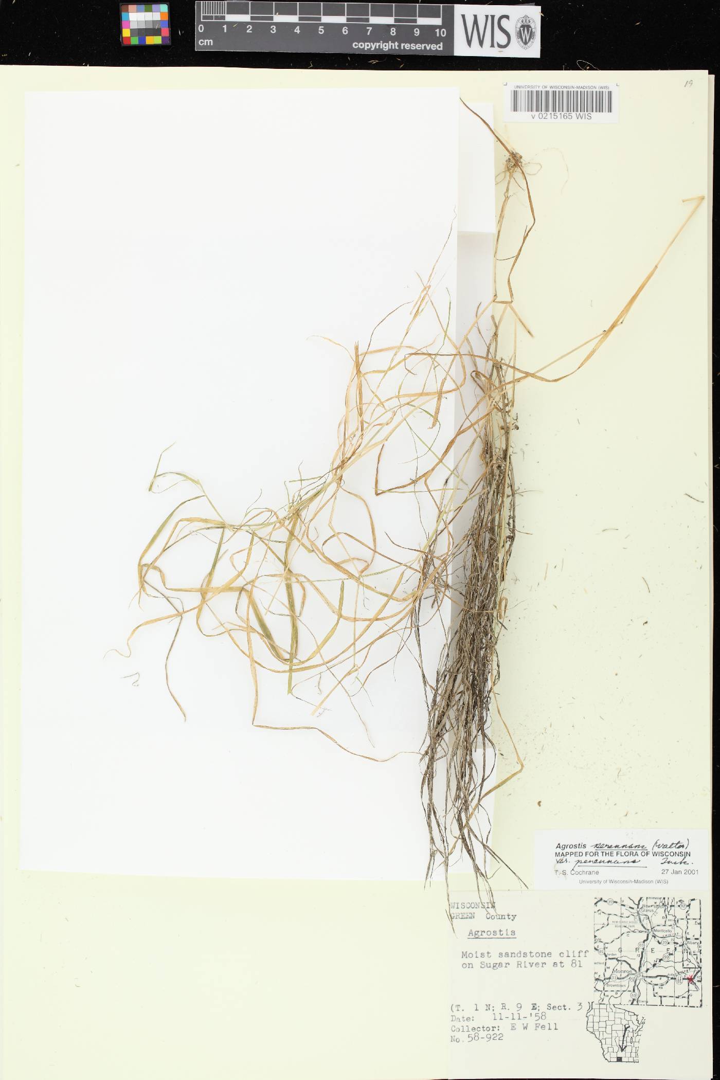 Agrostis perennans var. perennans image