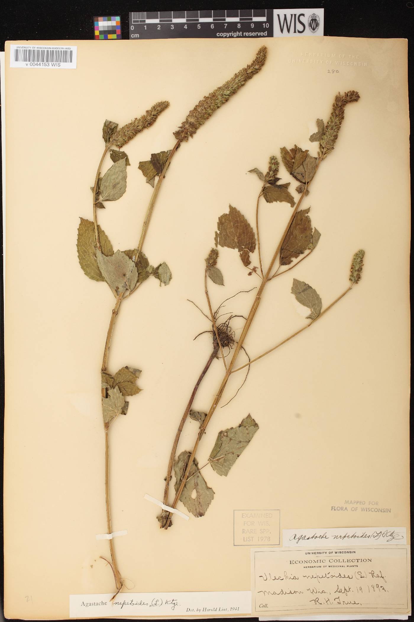 Agastache nepetoides image