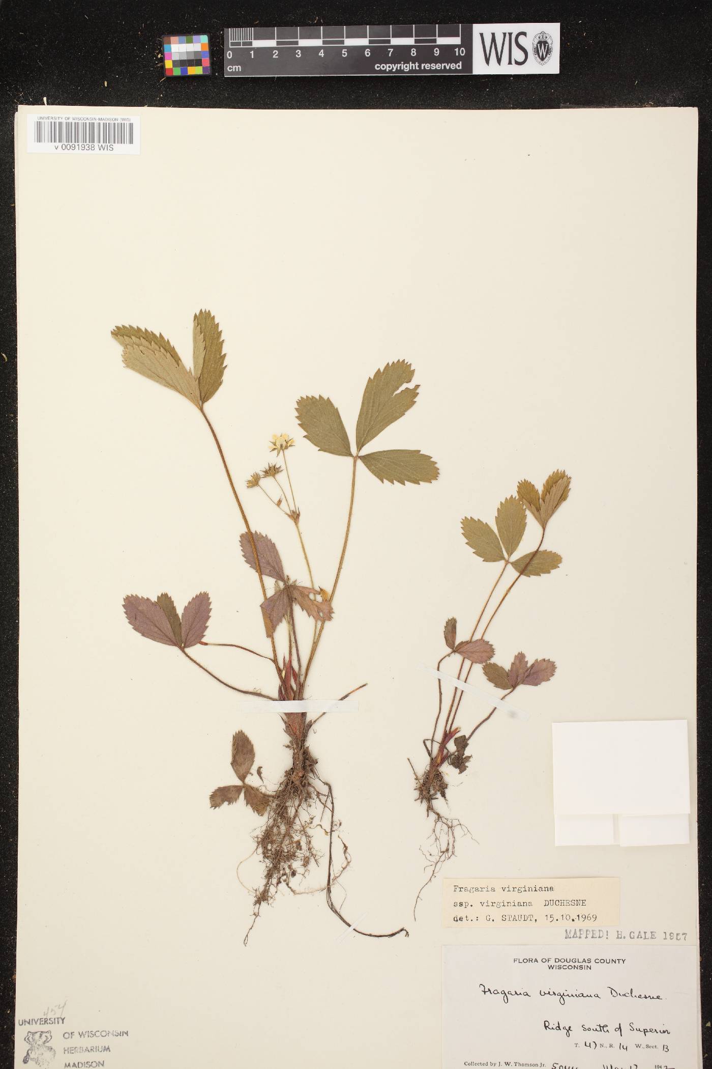 Fragaria virginiana image
