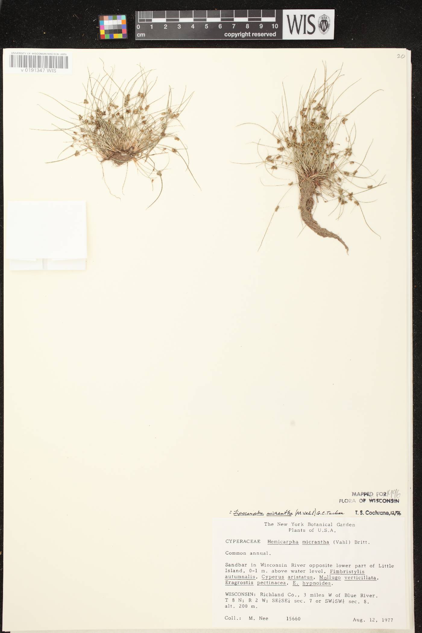 Lipocarpha micrantha image