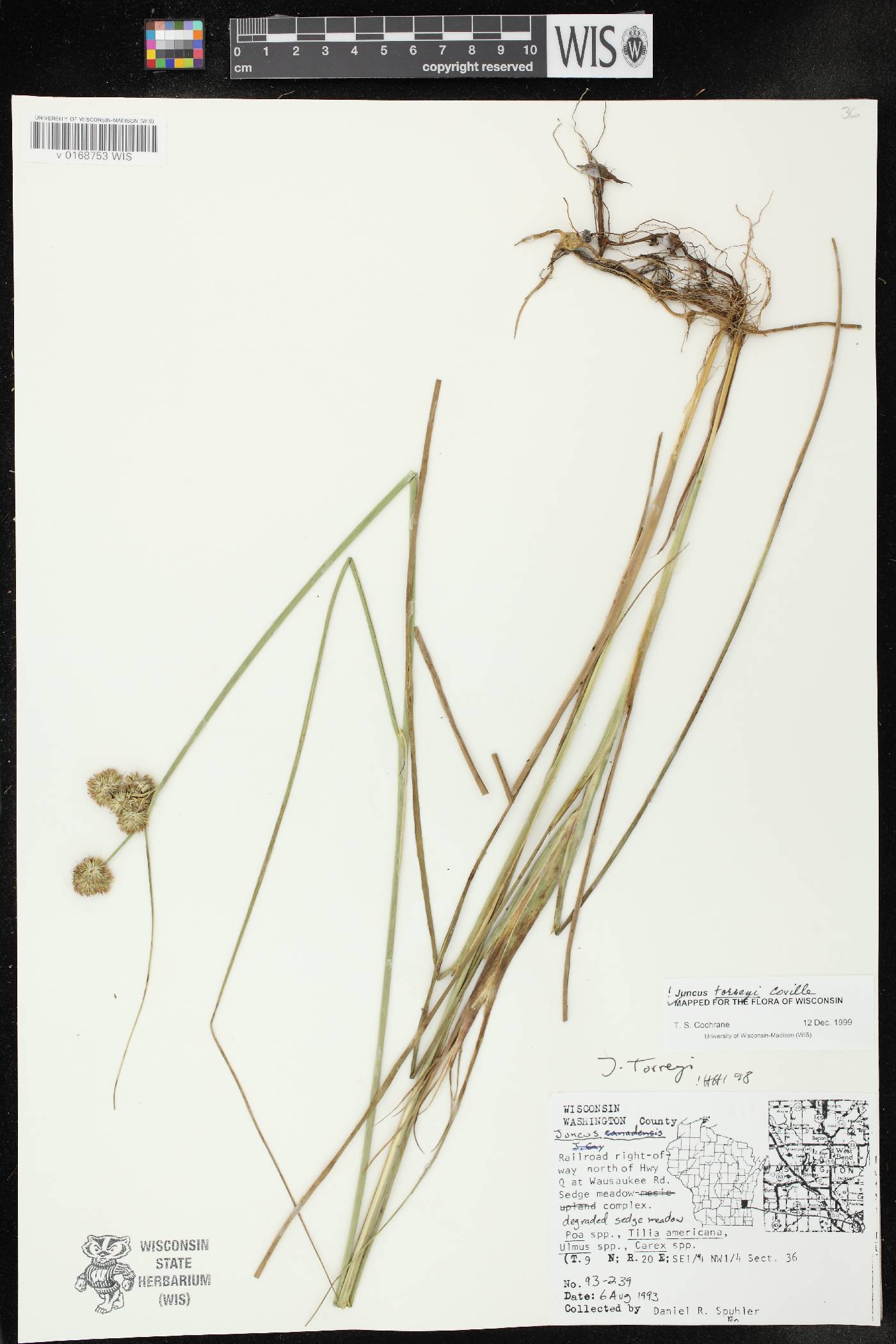 Juncus torreyi image