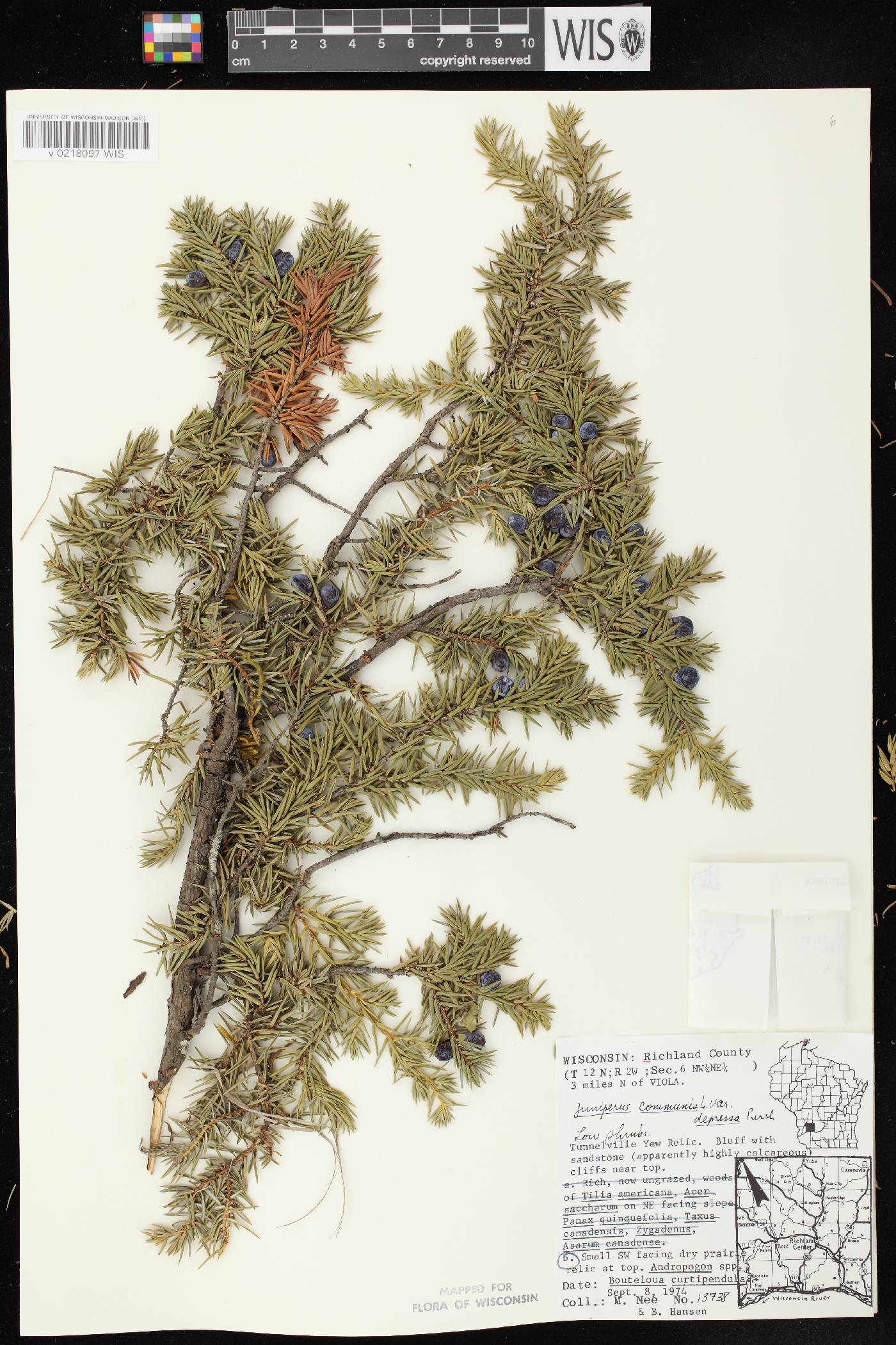 Juniperus communis image