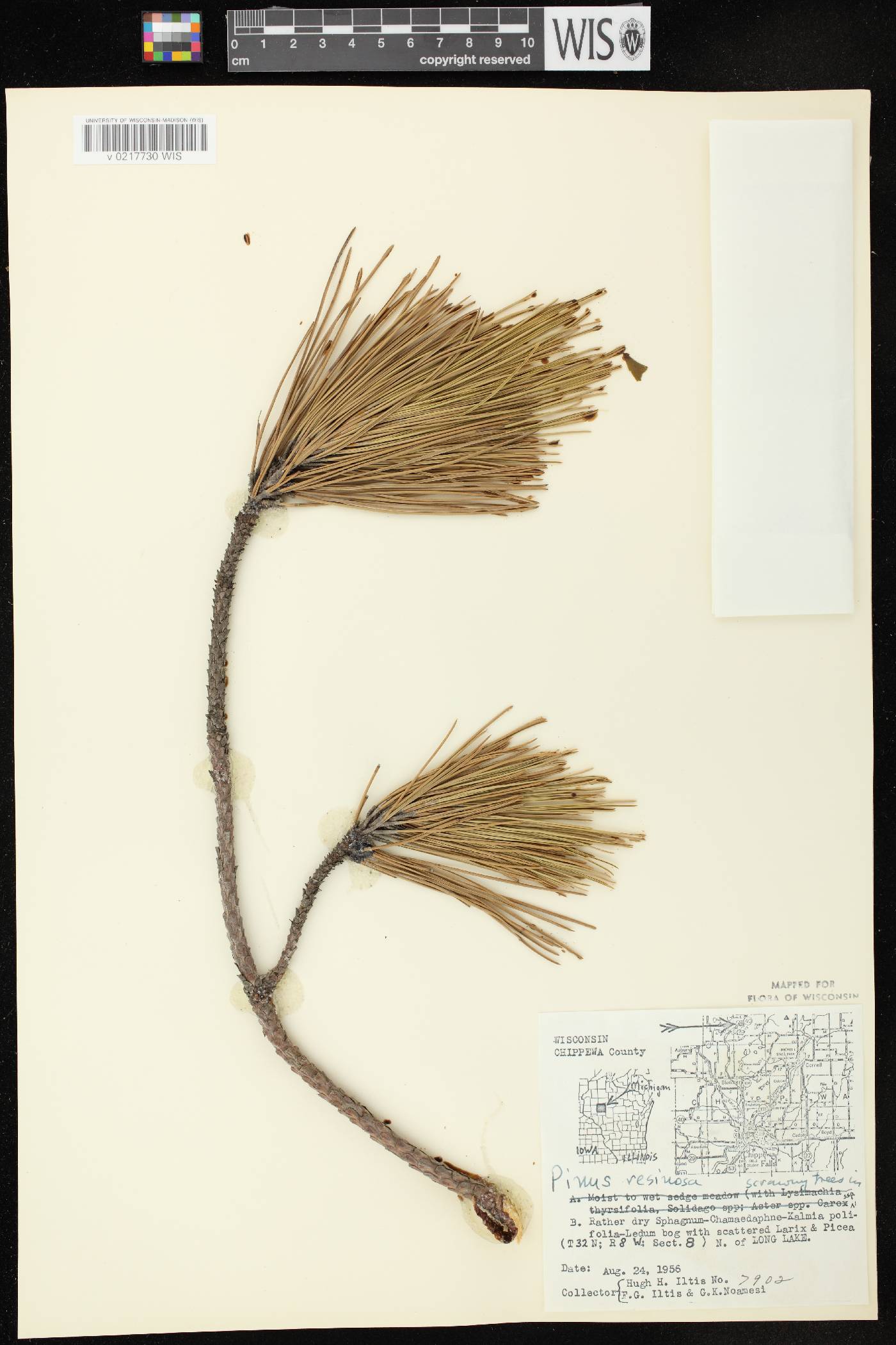 Pinus resinosa image