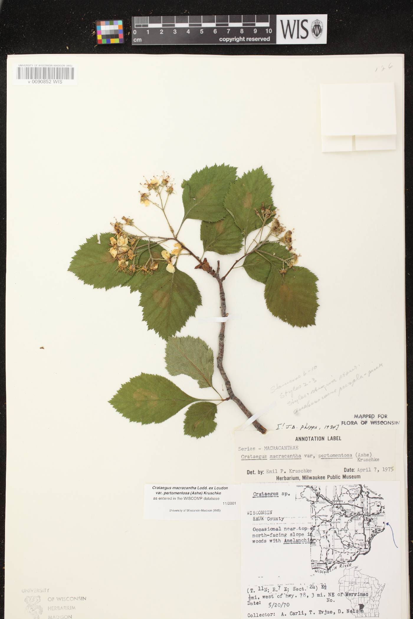 Crataegus macracantha image
