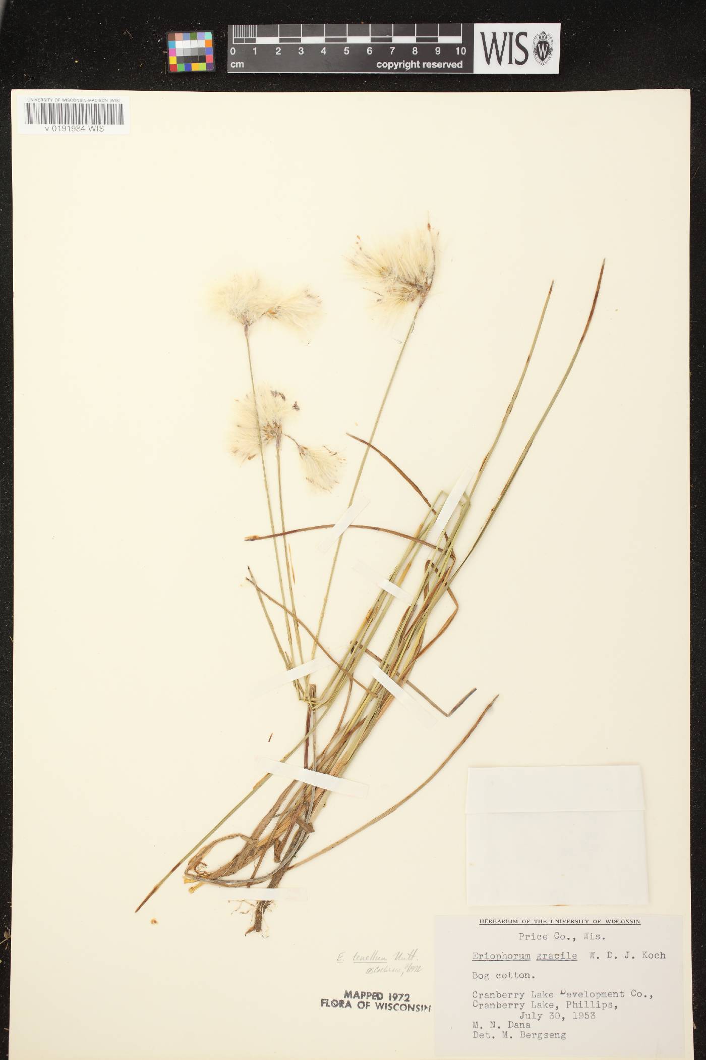 Eriophorum tenellum image