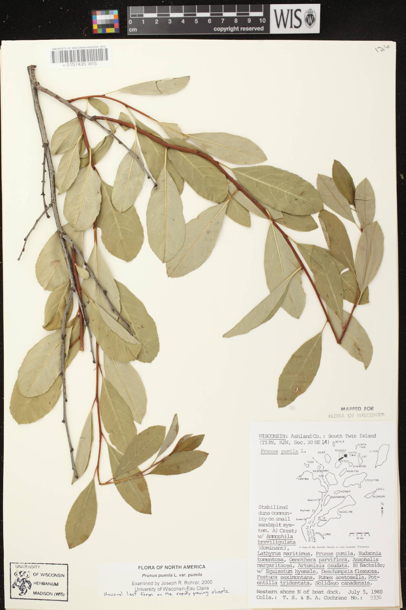Prunus pumila image