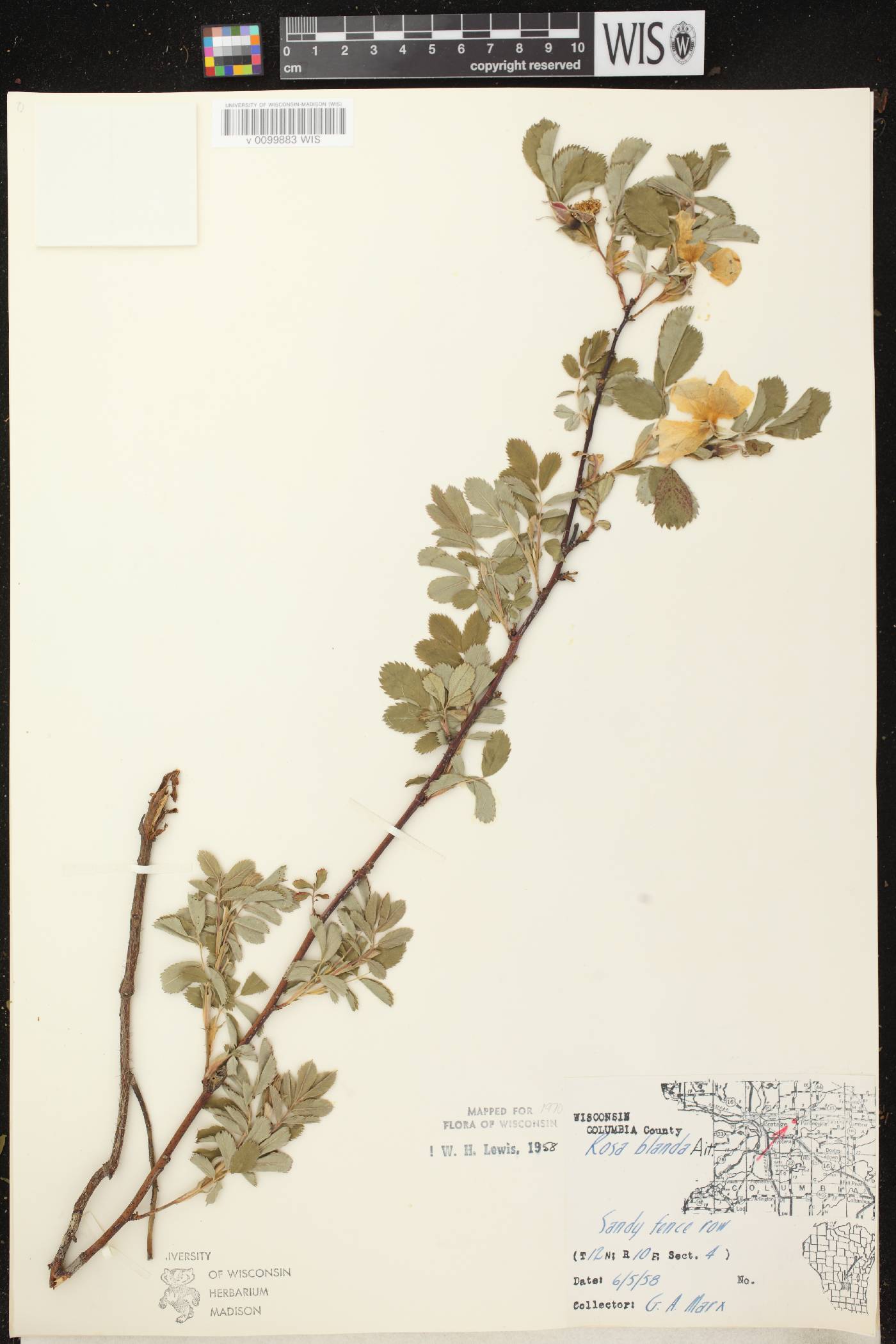 Rosa blanda image