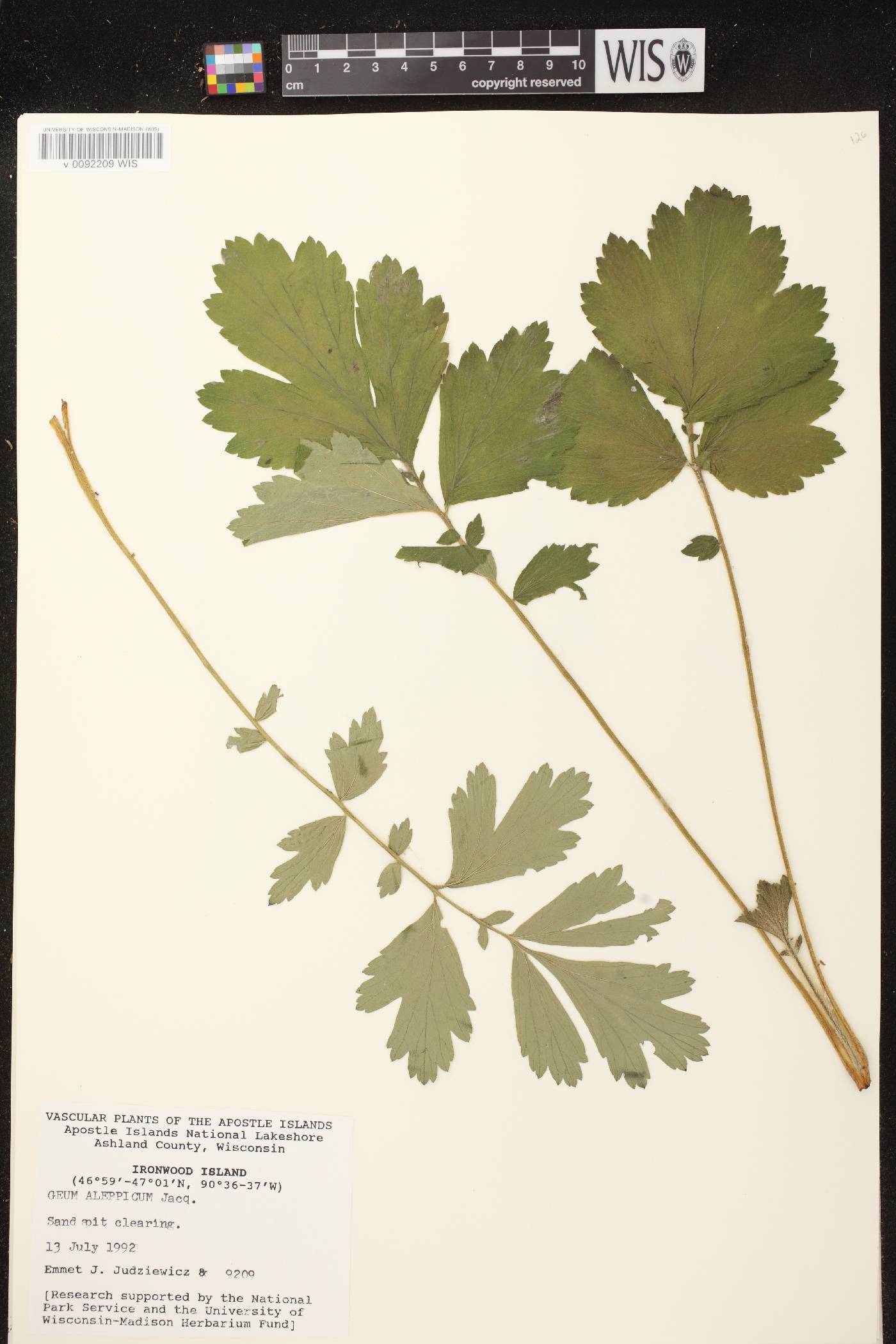 Geum aleppicum image