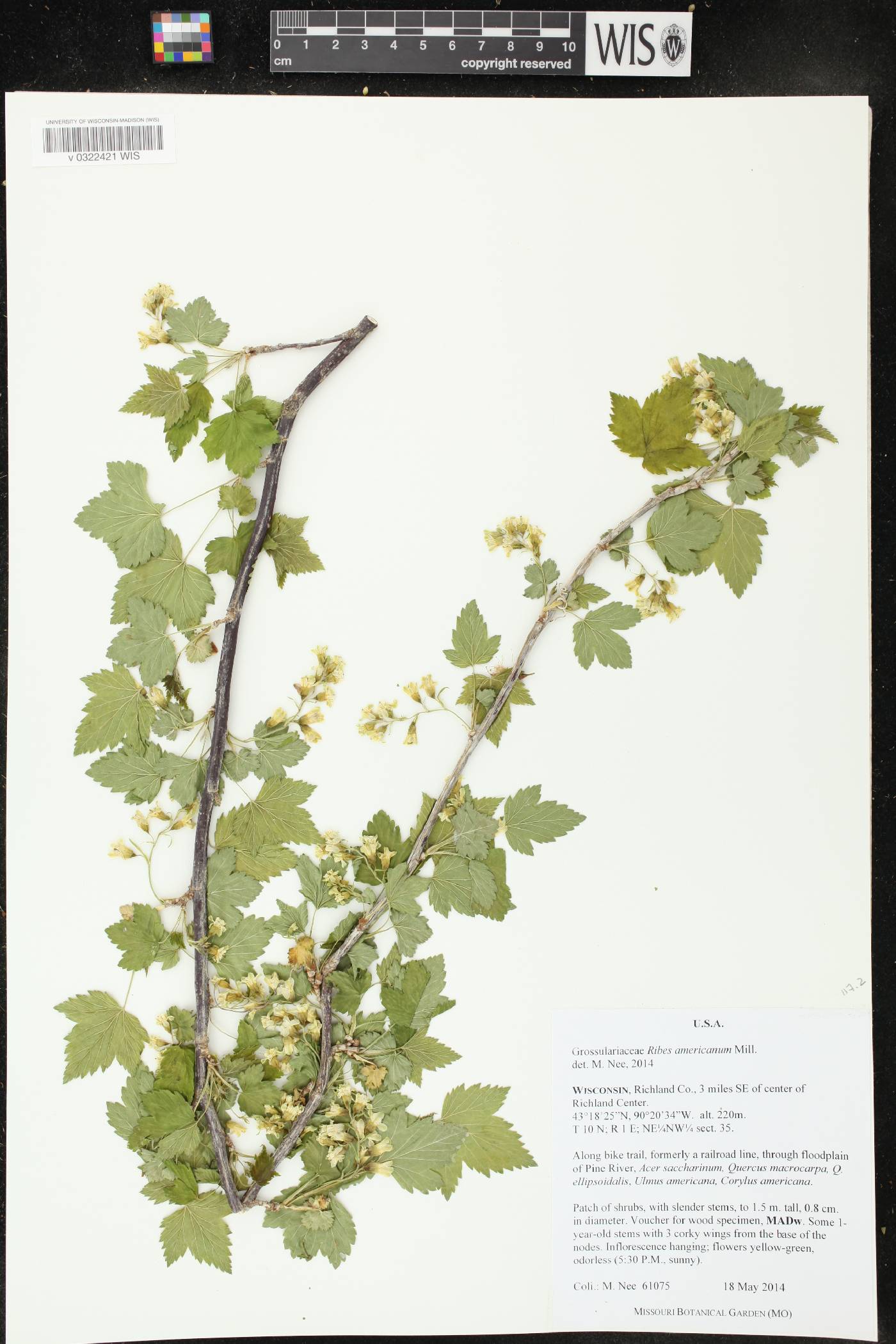 Ribes americanum image