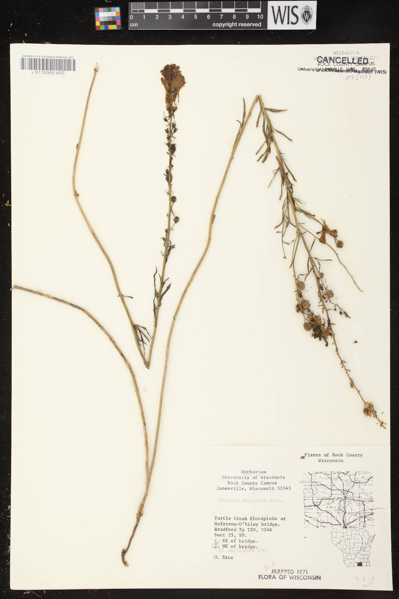 Linaria vulgaris image