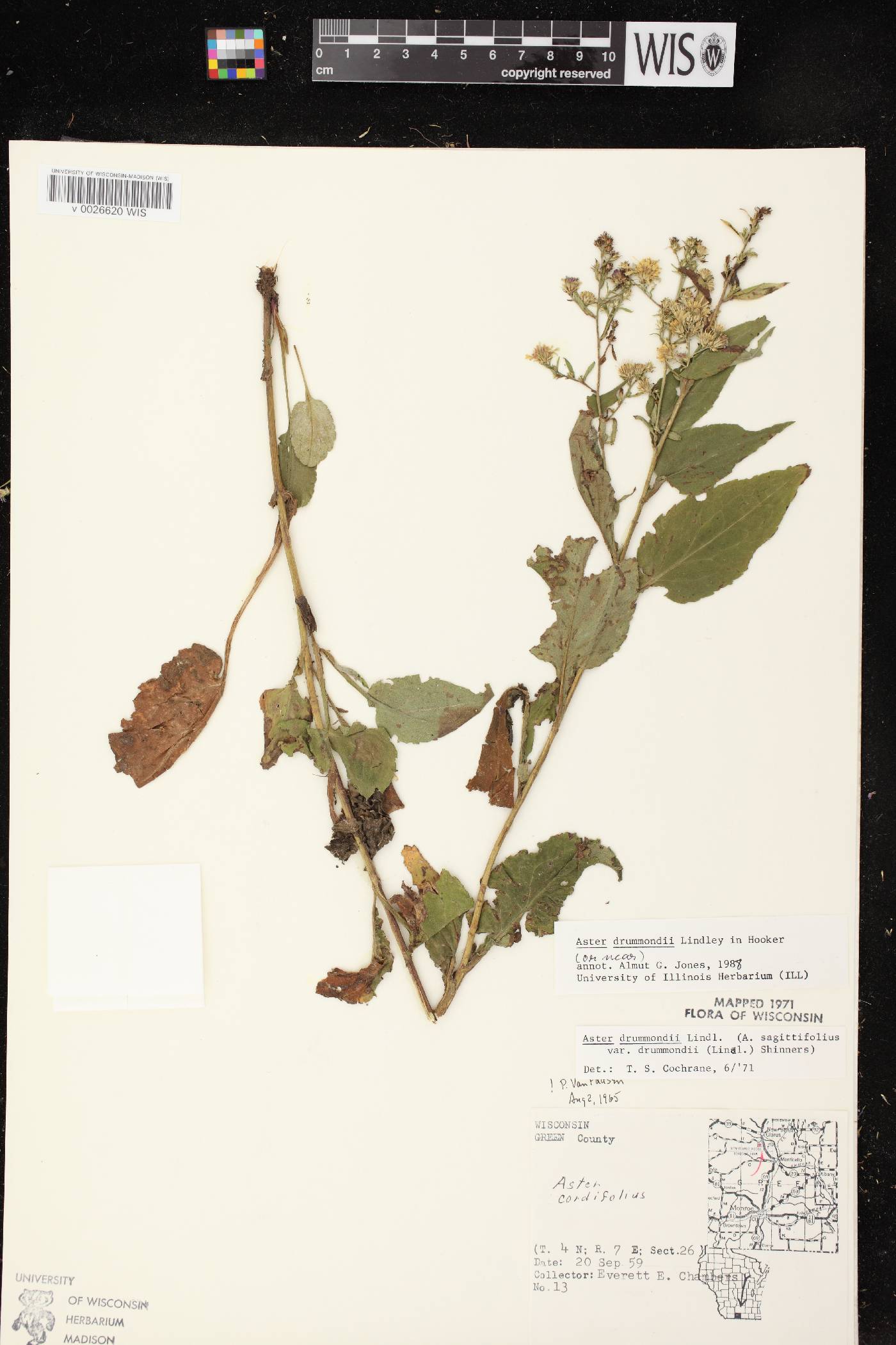 Symphyotrichum drummondii image