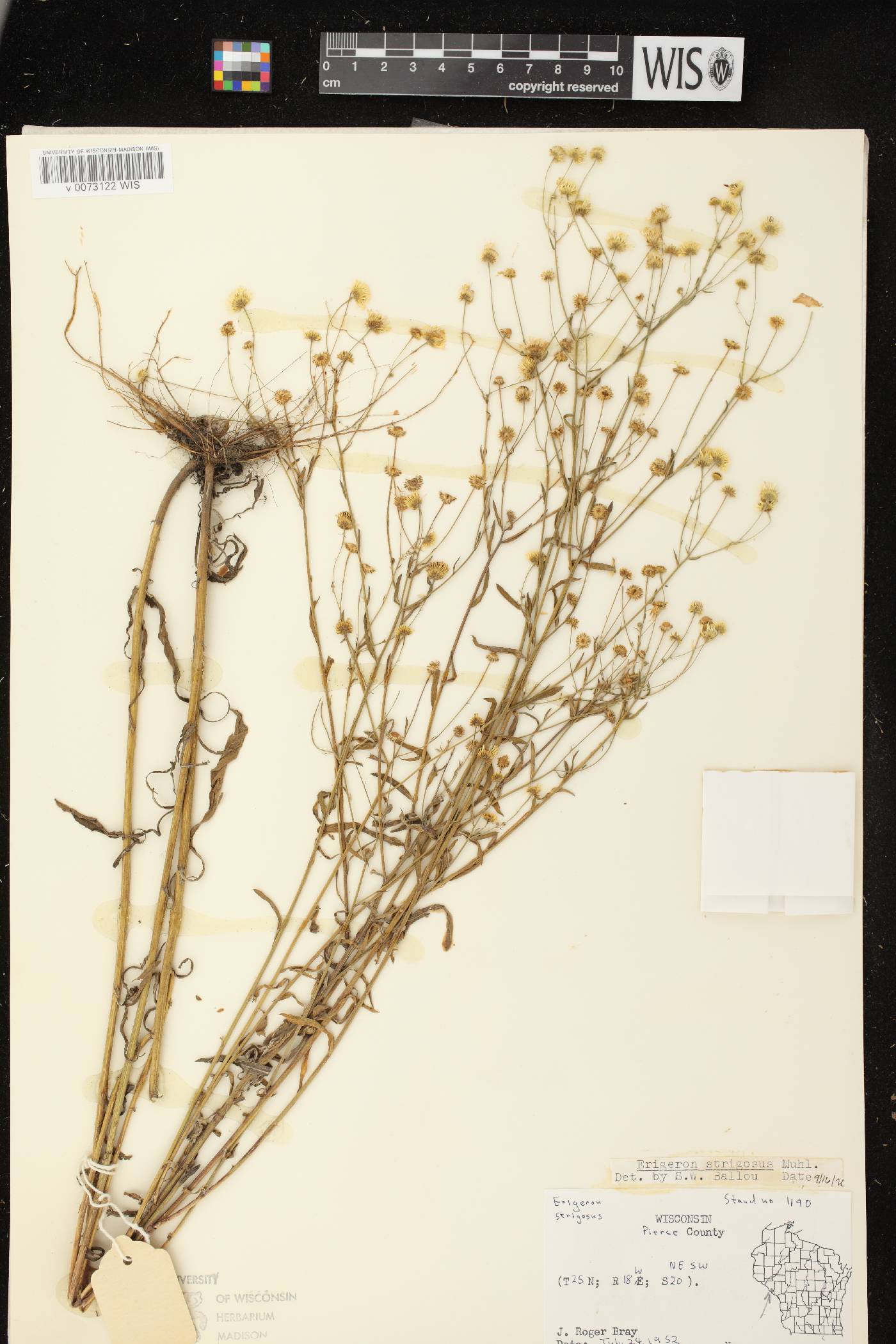 Erigeron strigosus image