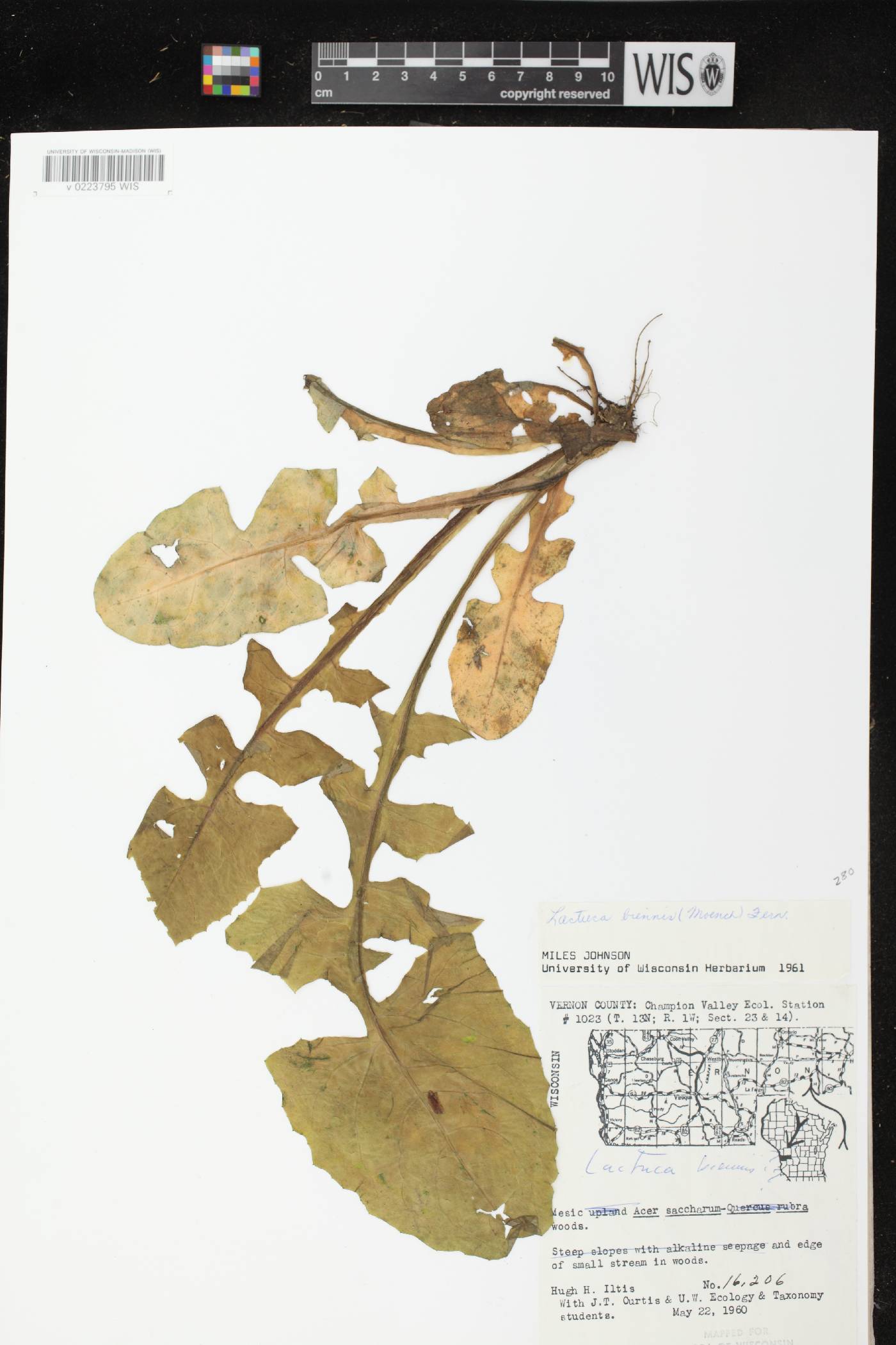 Lactuca biennis image