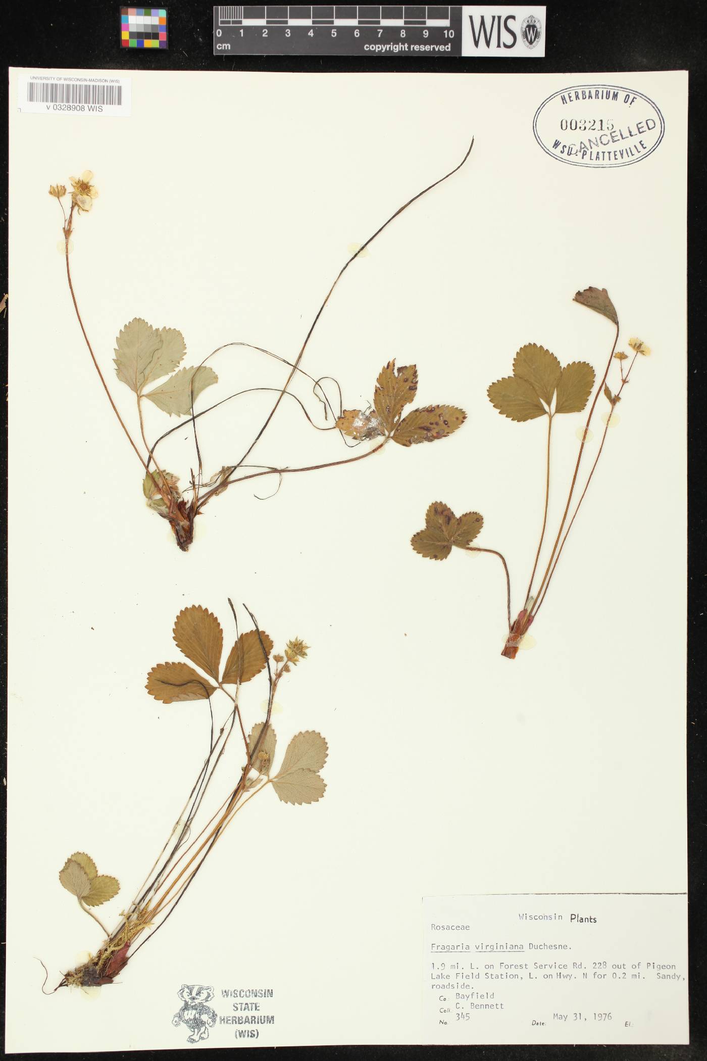 Fragaria virginiana image