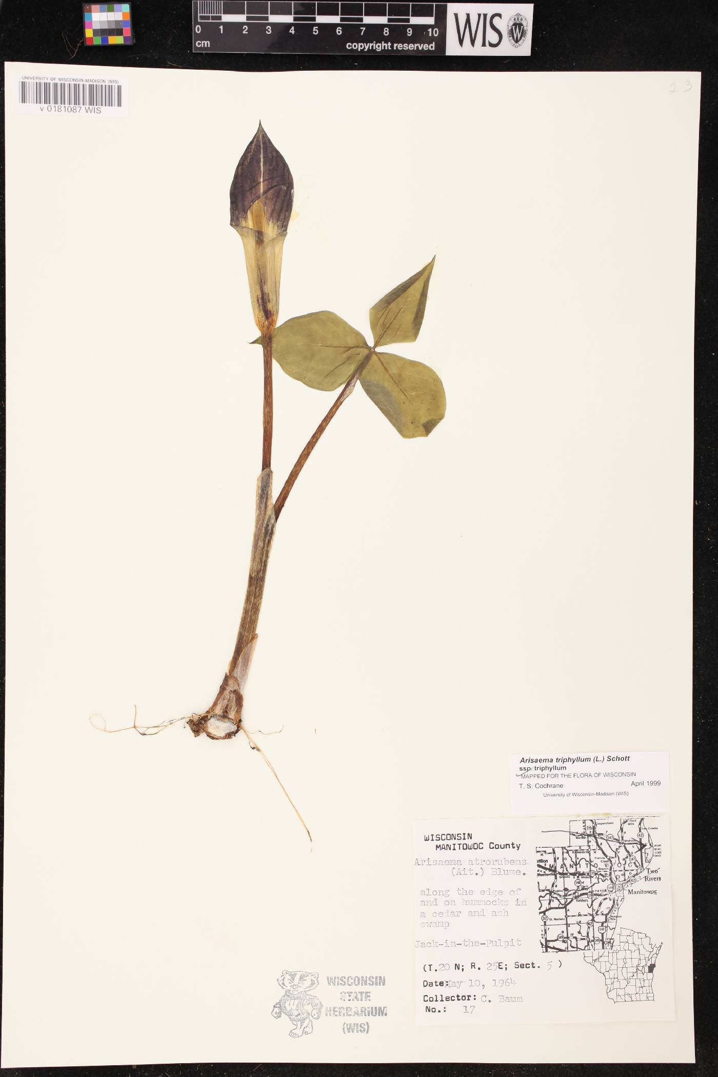 Arisaema triphyllum subsp. triphyllum image