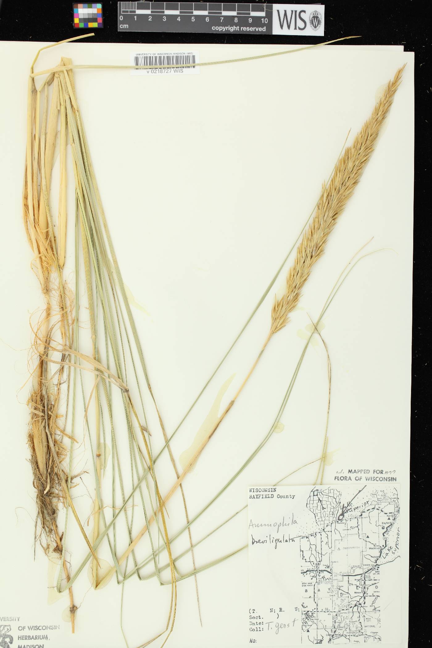 Ammophila breviligulata image