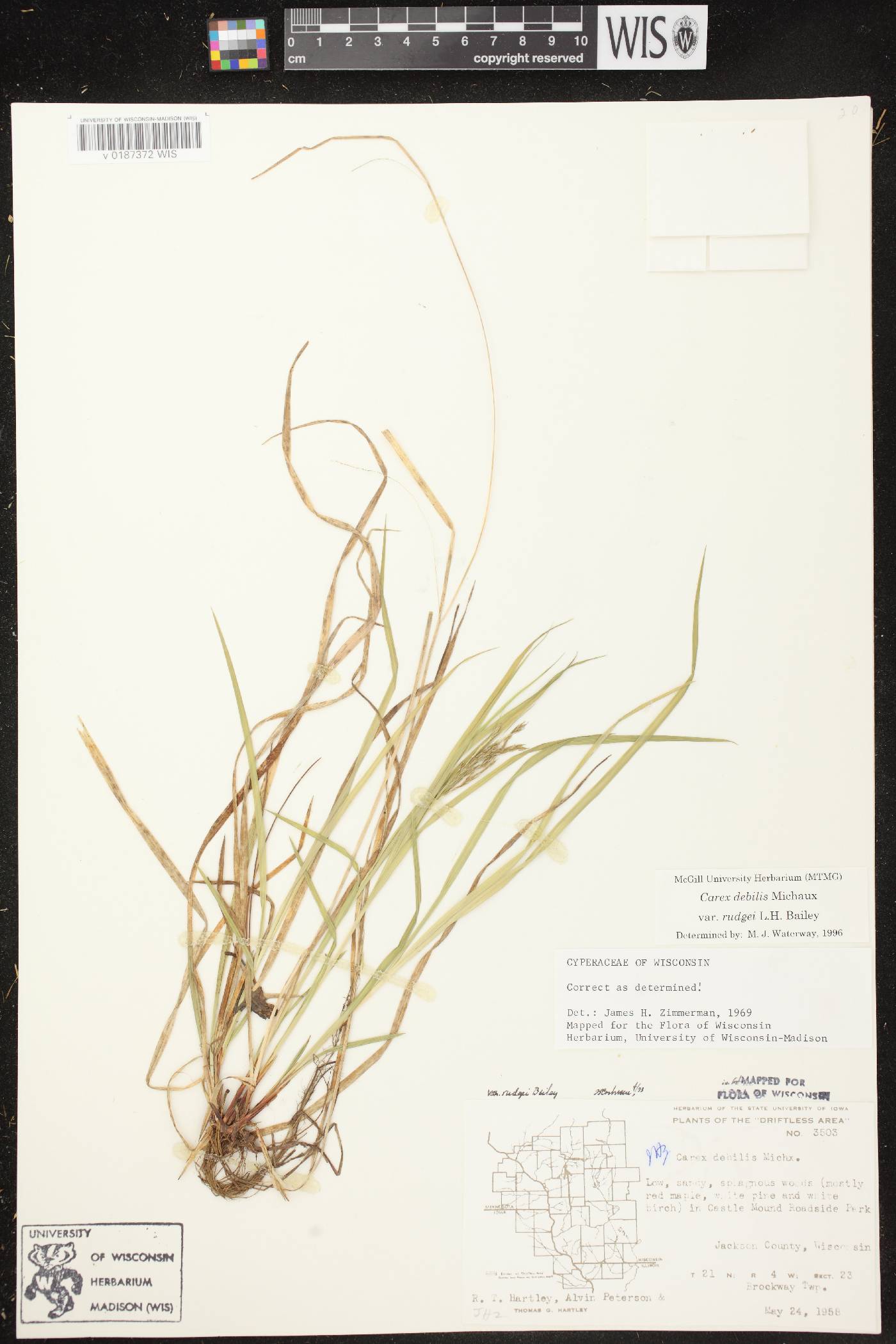 Carex debilis var. rudgei image