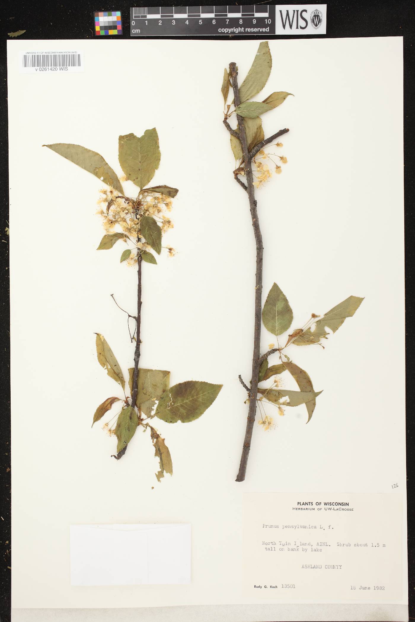 Prunus pensylvanica image
