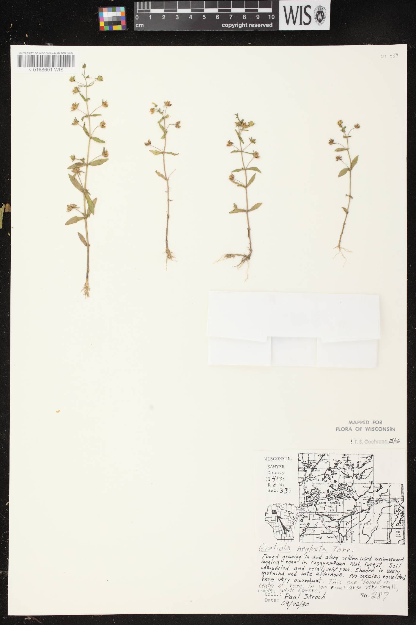 Gratiola neglecta image