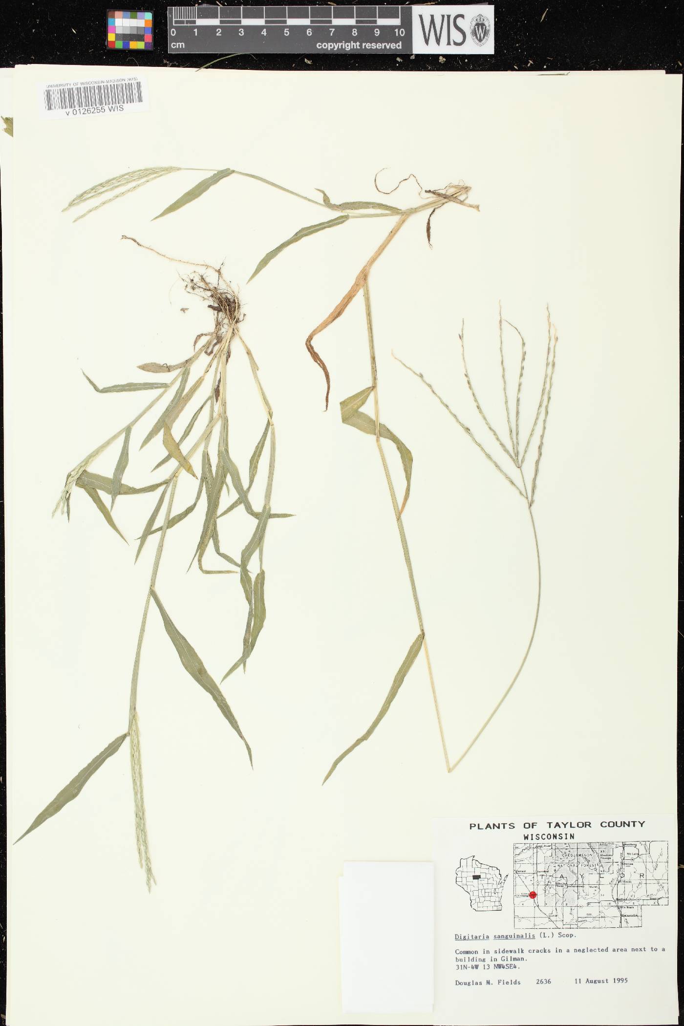 Digitaria sanguinalis image