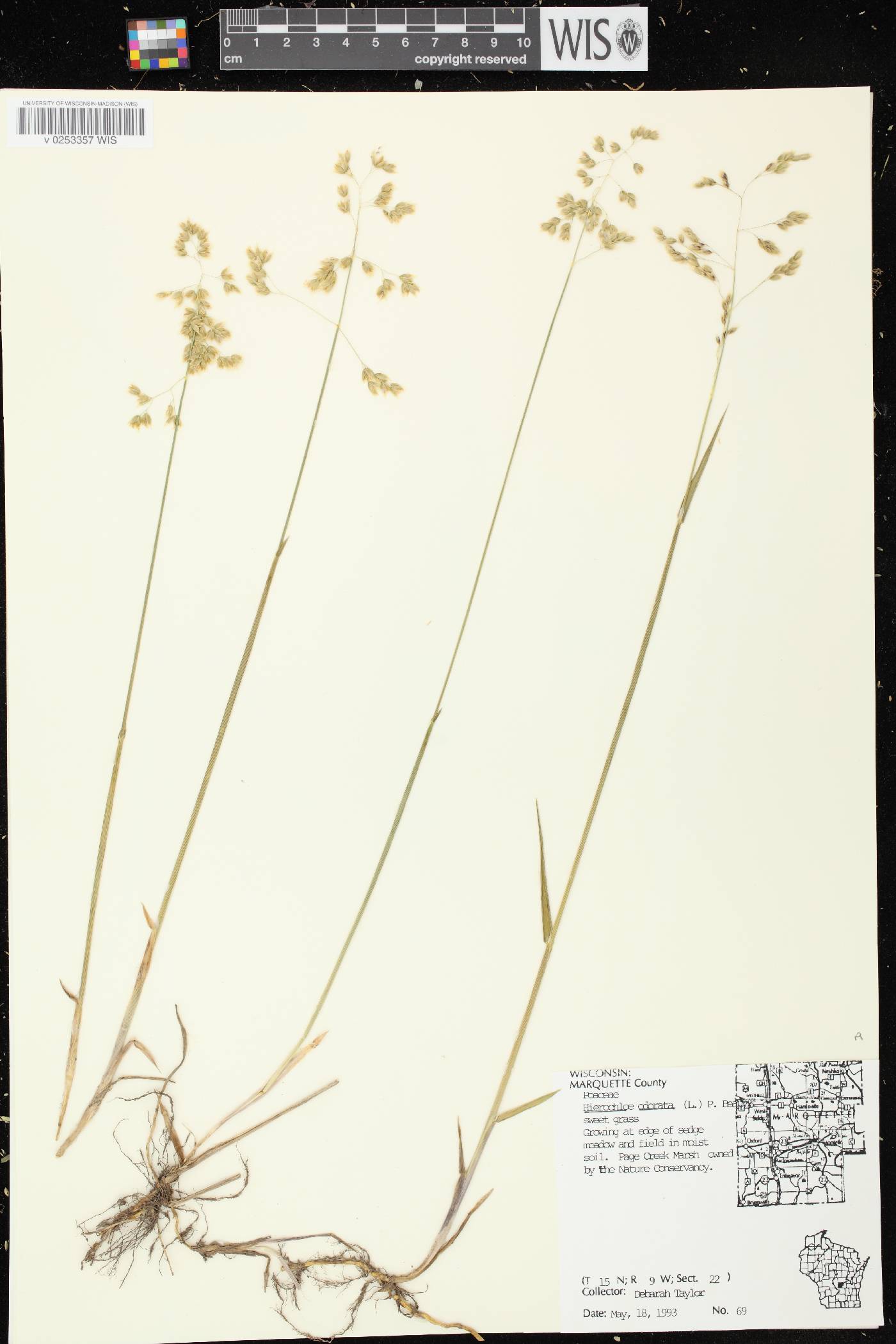 Anthoxanthum hirtum subsp. arcticum image