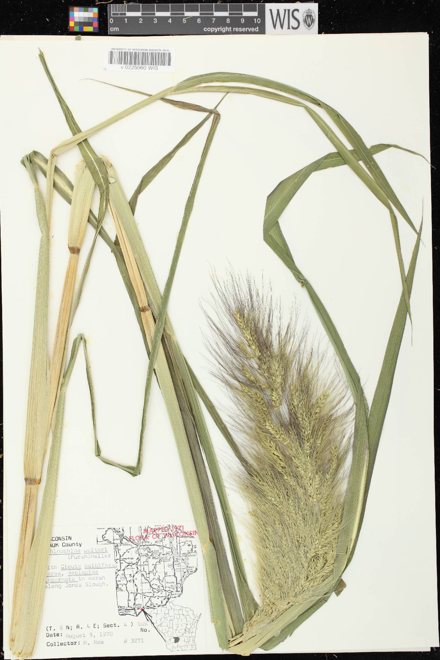 Echinochloa walteri image