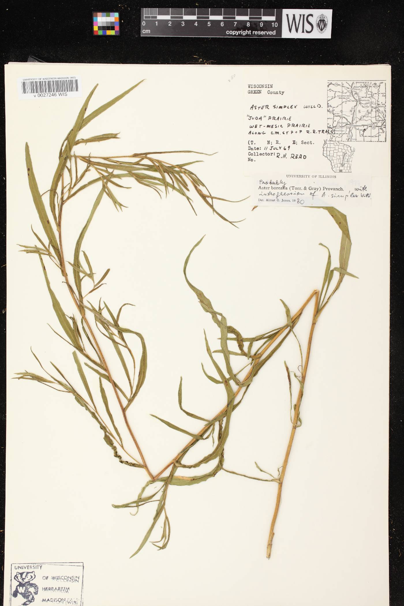 Symphyotrichum boreale image