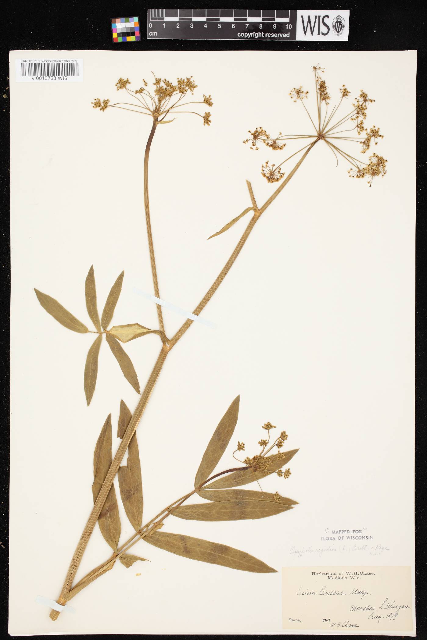 Oxypolis rigidior image