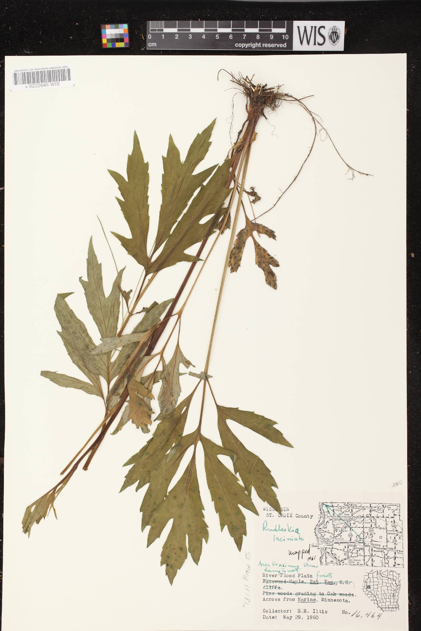 Rudbeckia laciniata image
