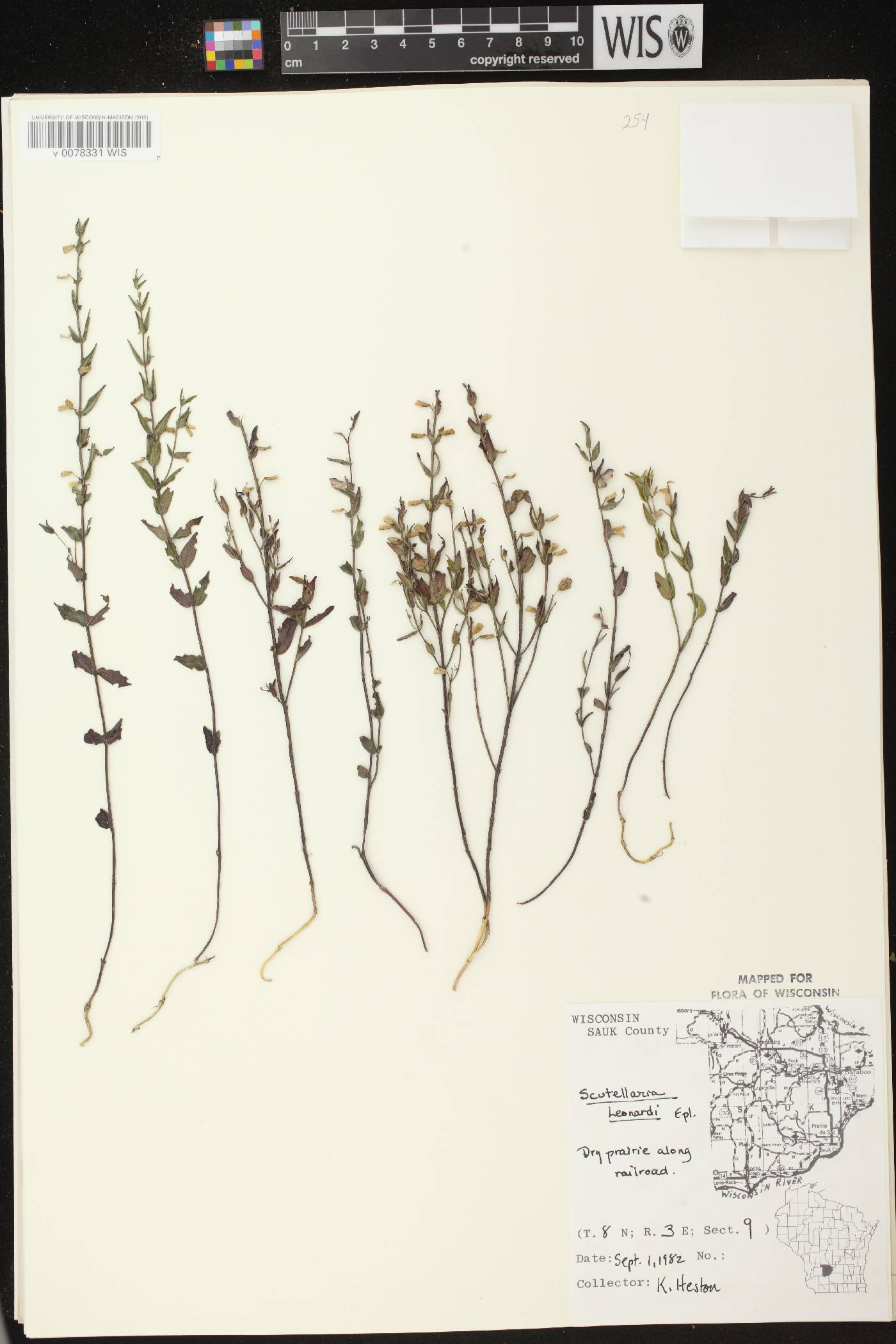 Scutellaria parvula var. missouriensis image