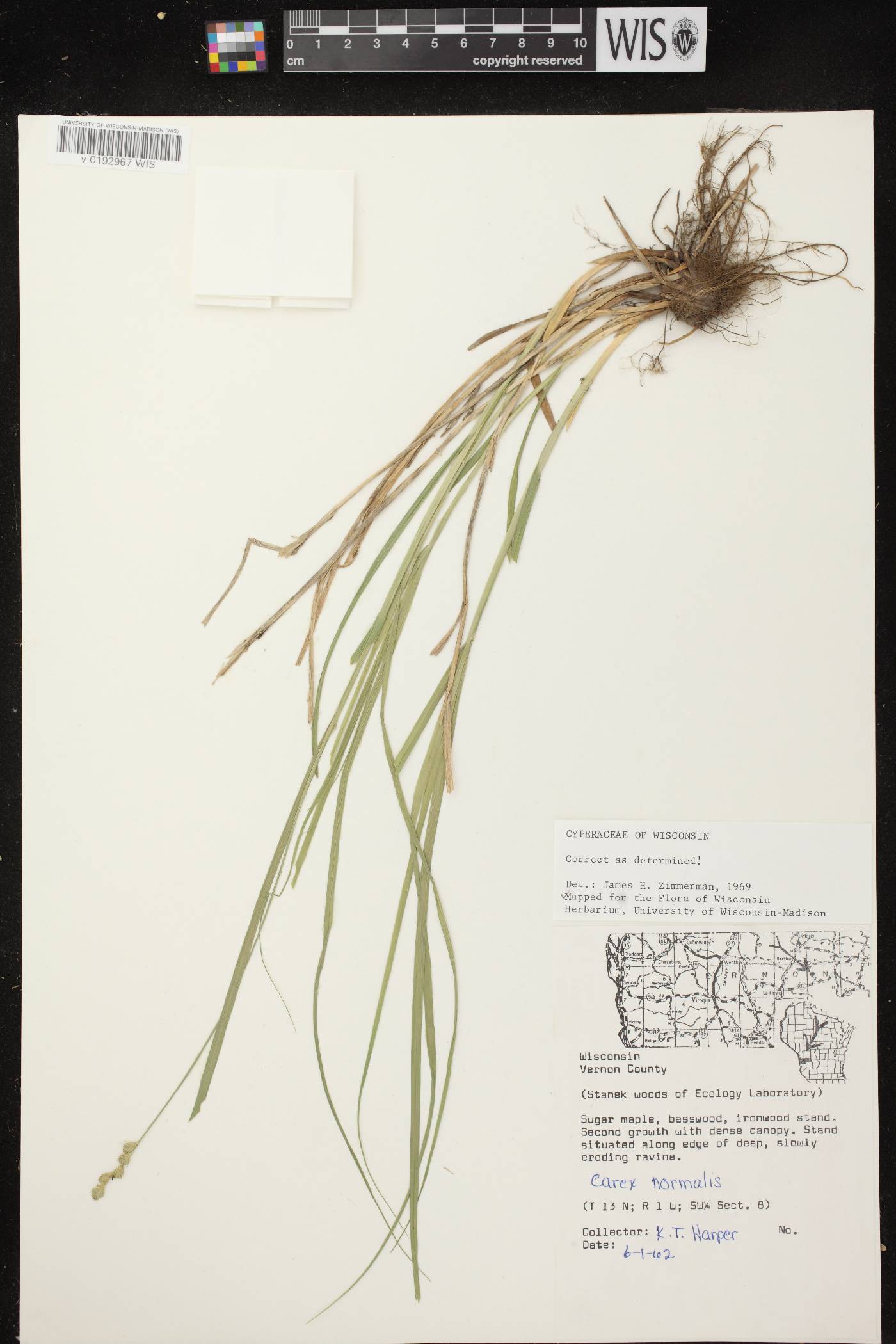 Carex normalis image