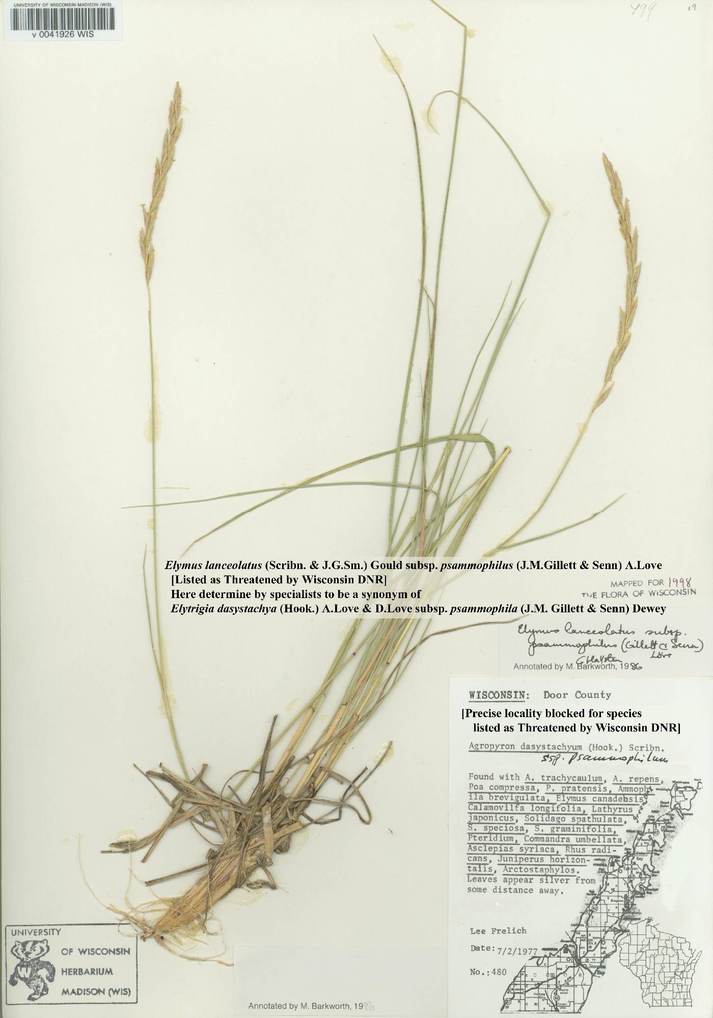 Elymus lanceolatus image