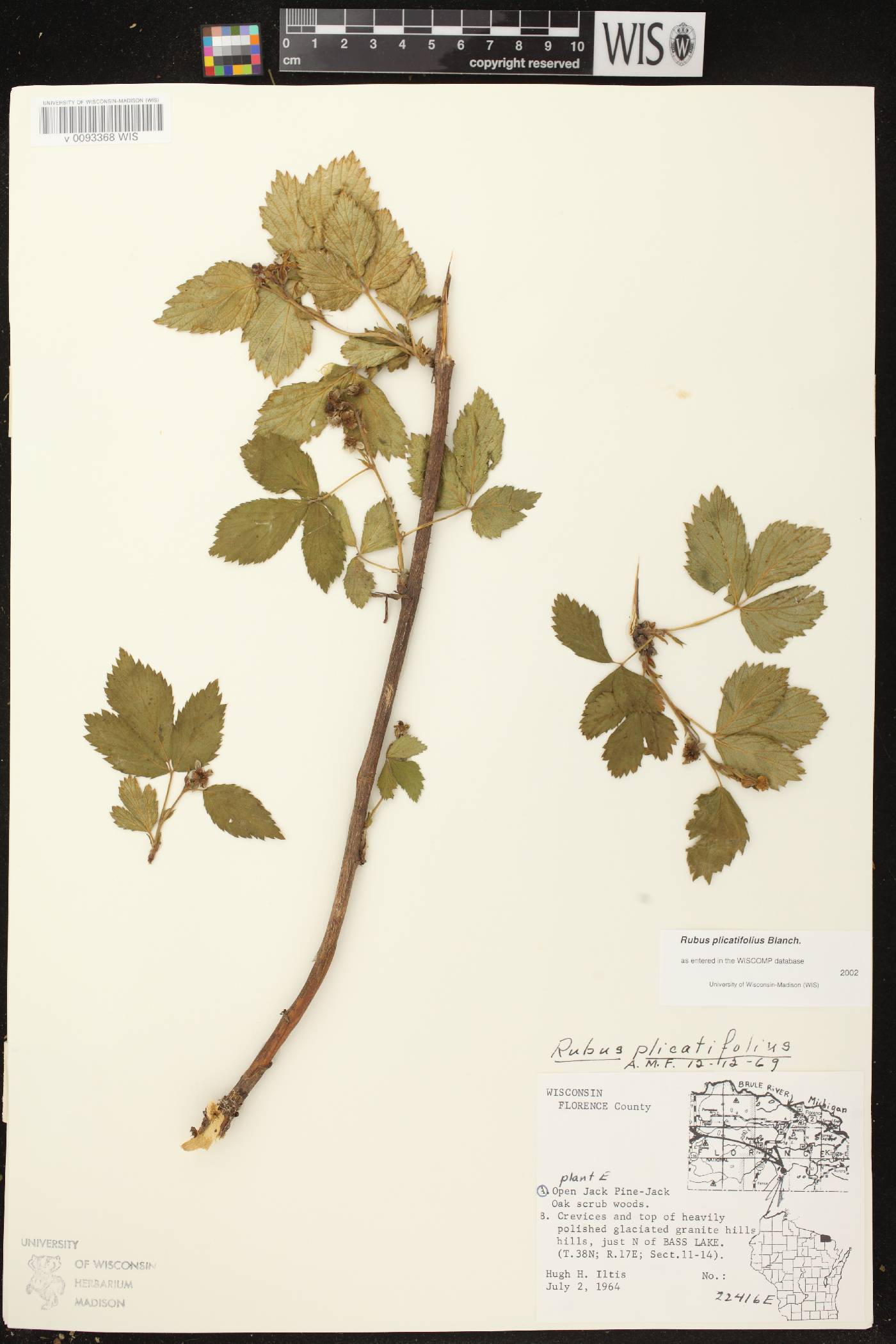 Rubus flagellaris image