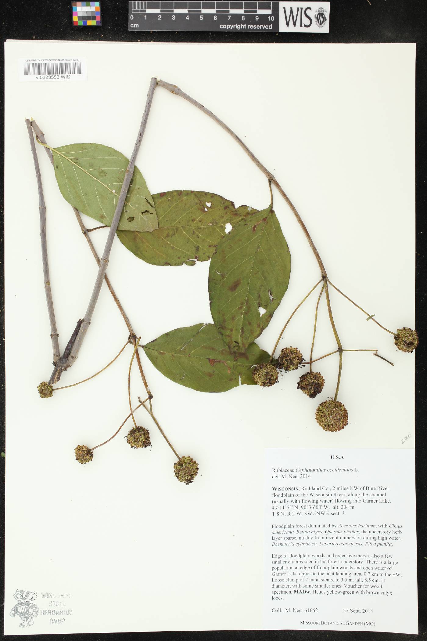 Cephalanthus occidentalis image