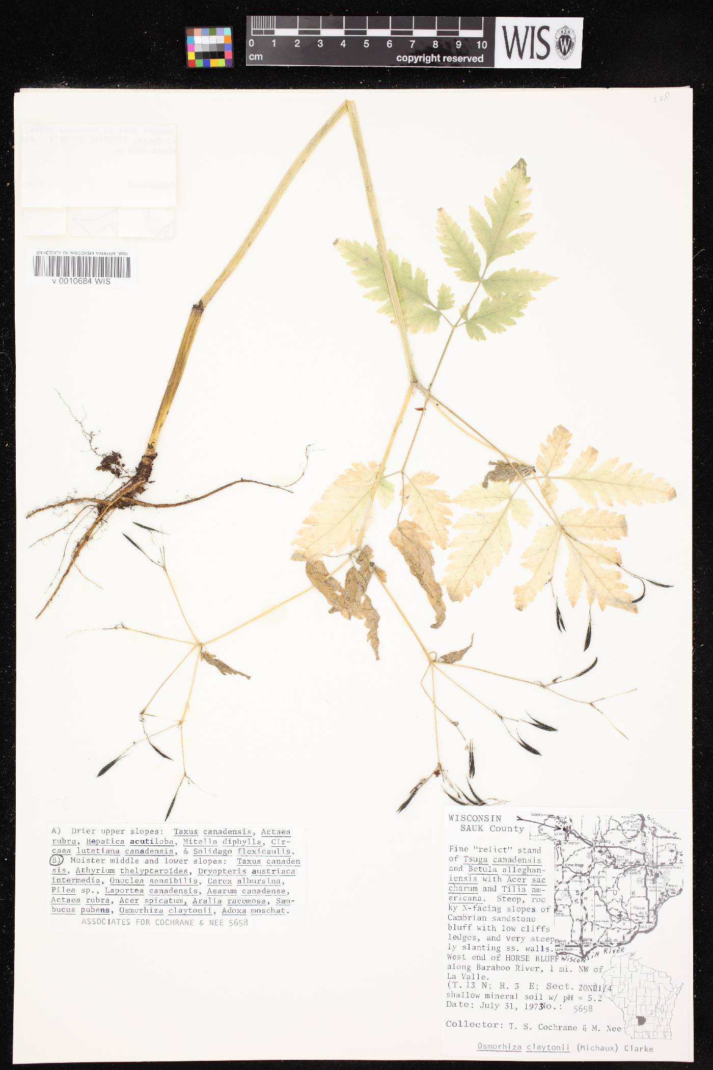 Osmorhiza claytonii image