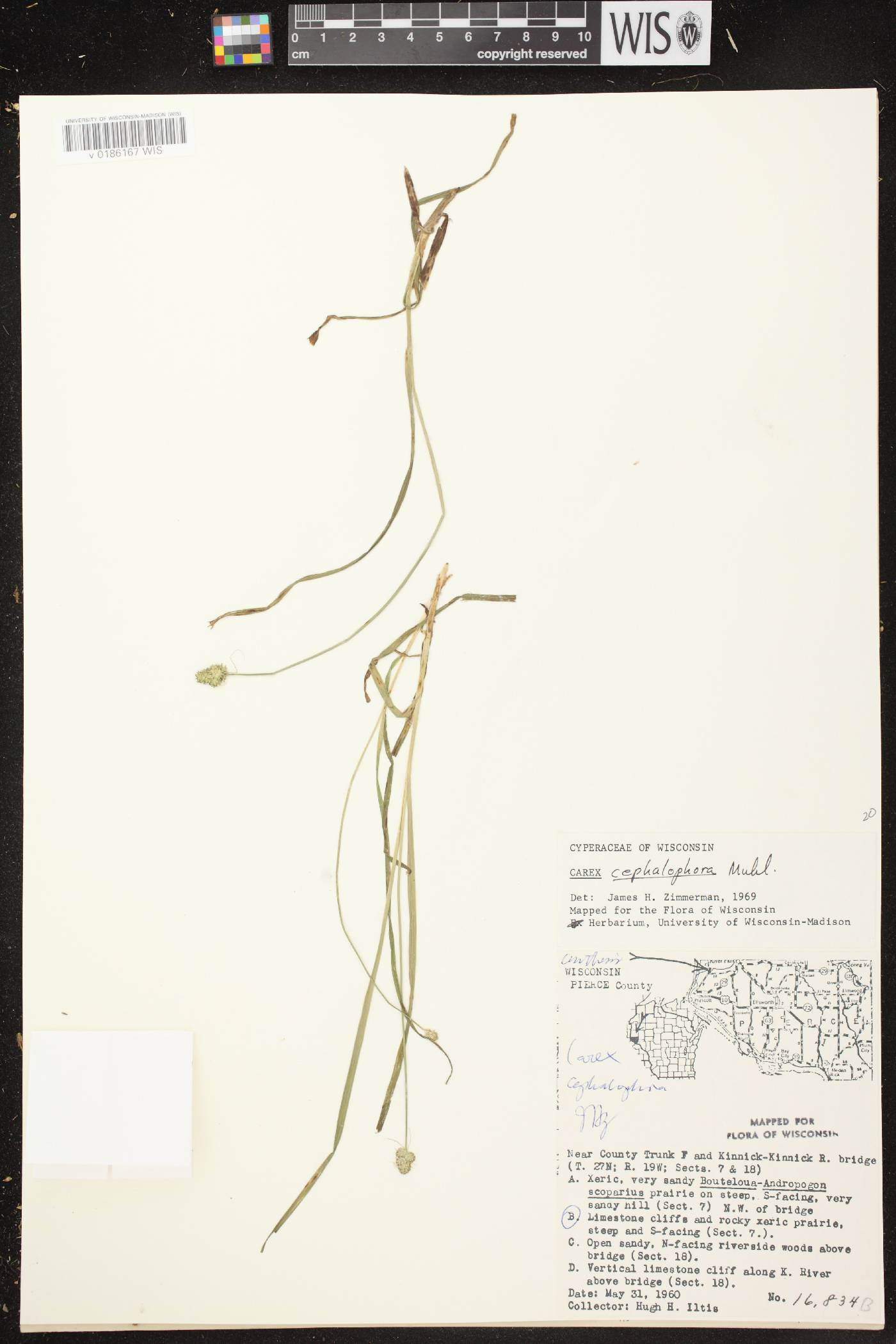 Carex cephalophora image