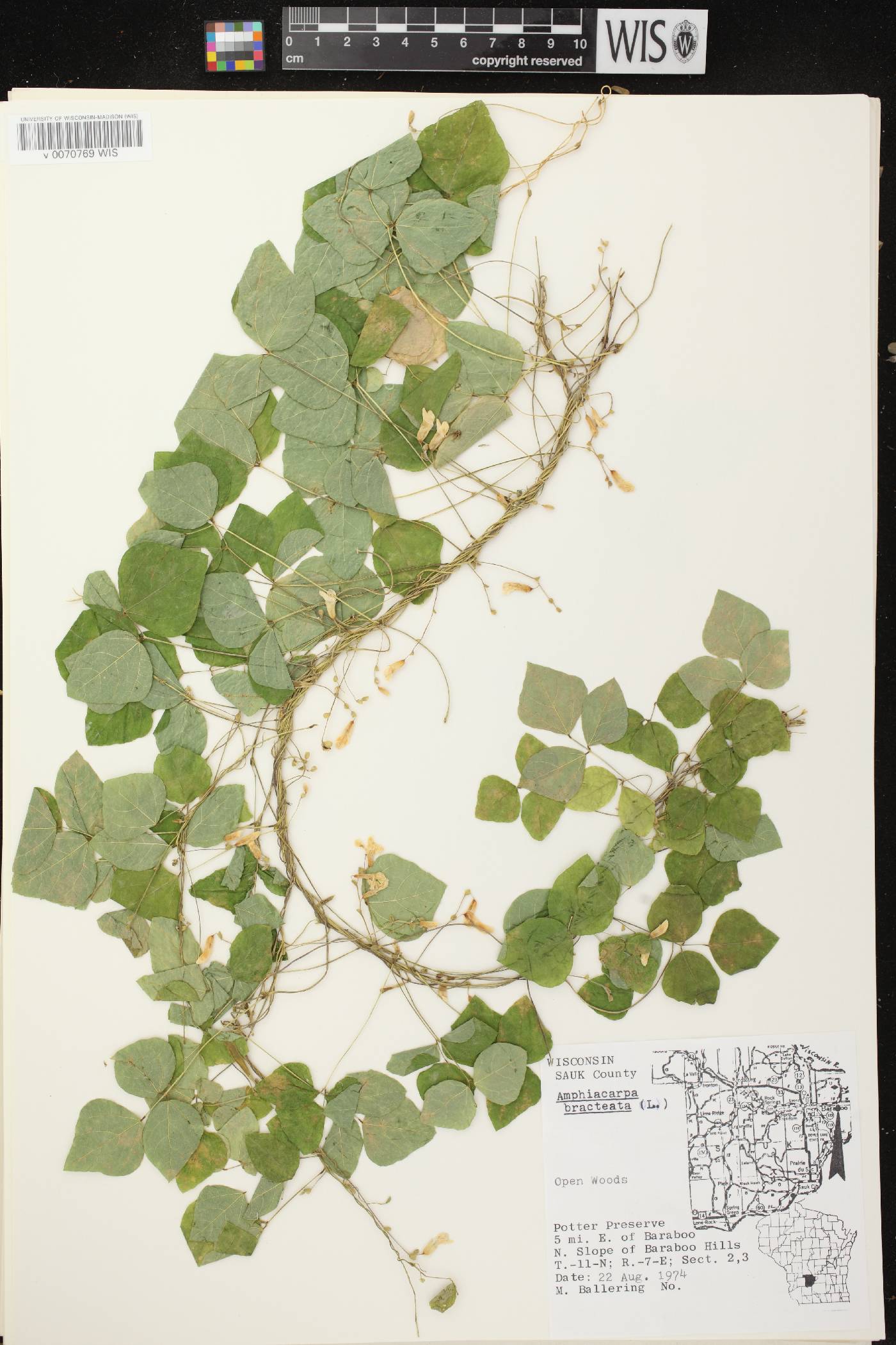 Amphicarpaea bracteata image