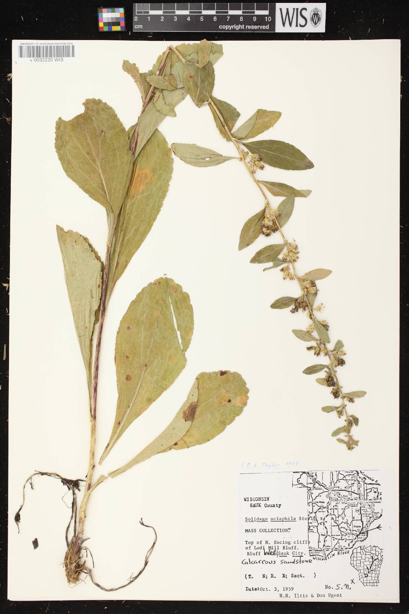 Solidago sciaphila image