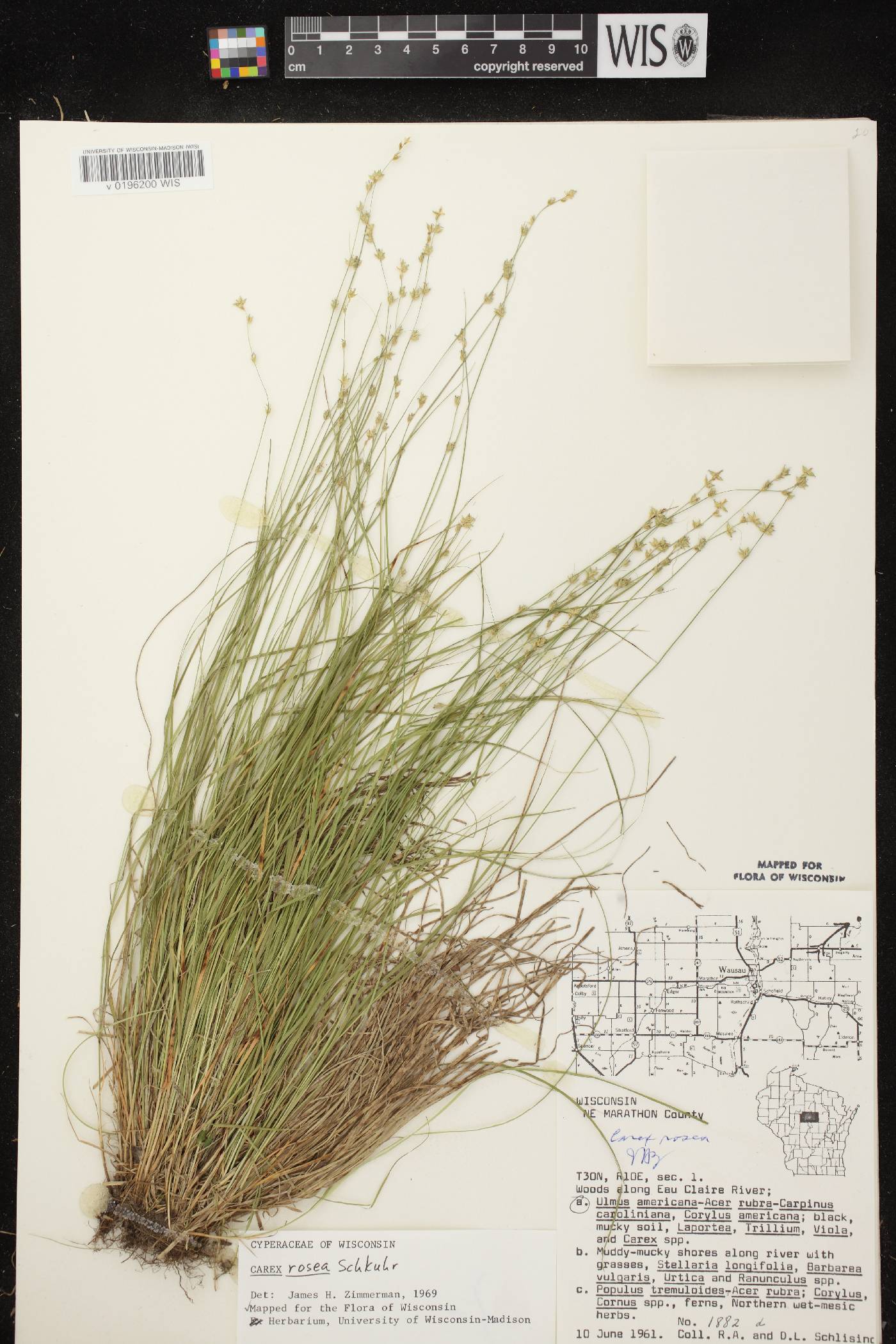 Carex radiata image
