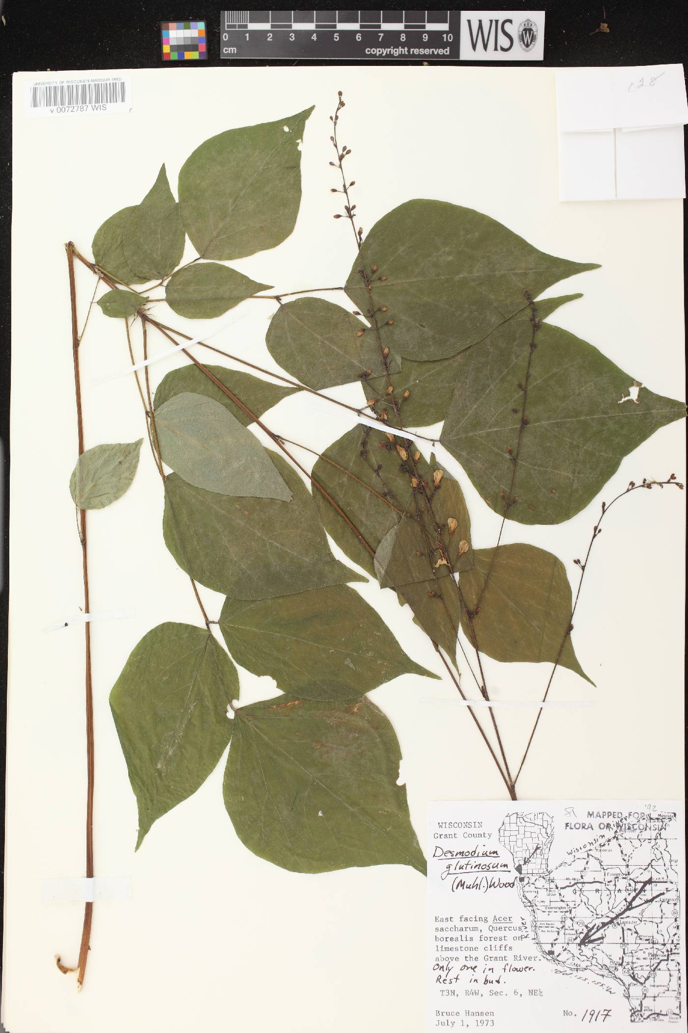 Hylodesmum glutinosum image